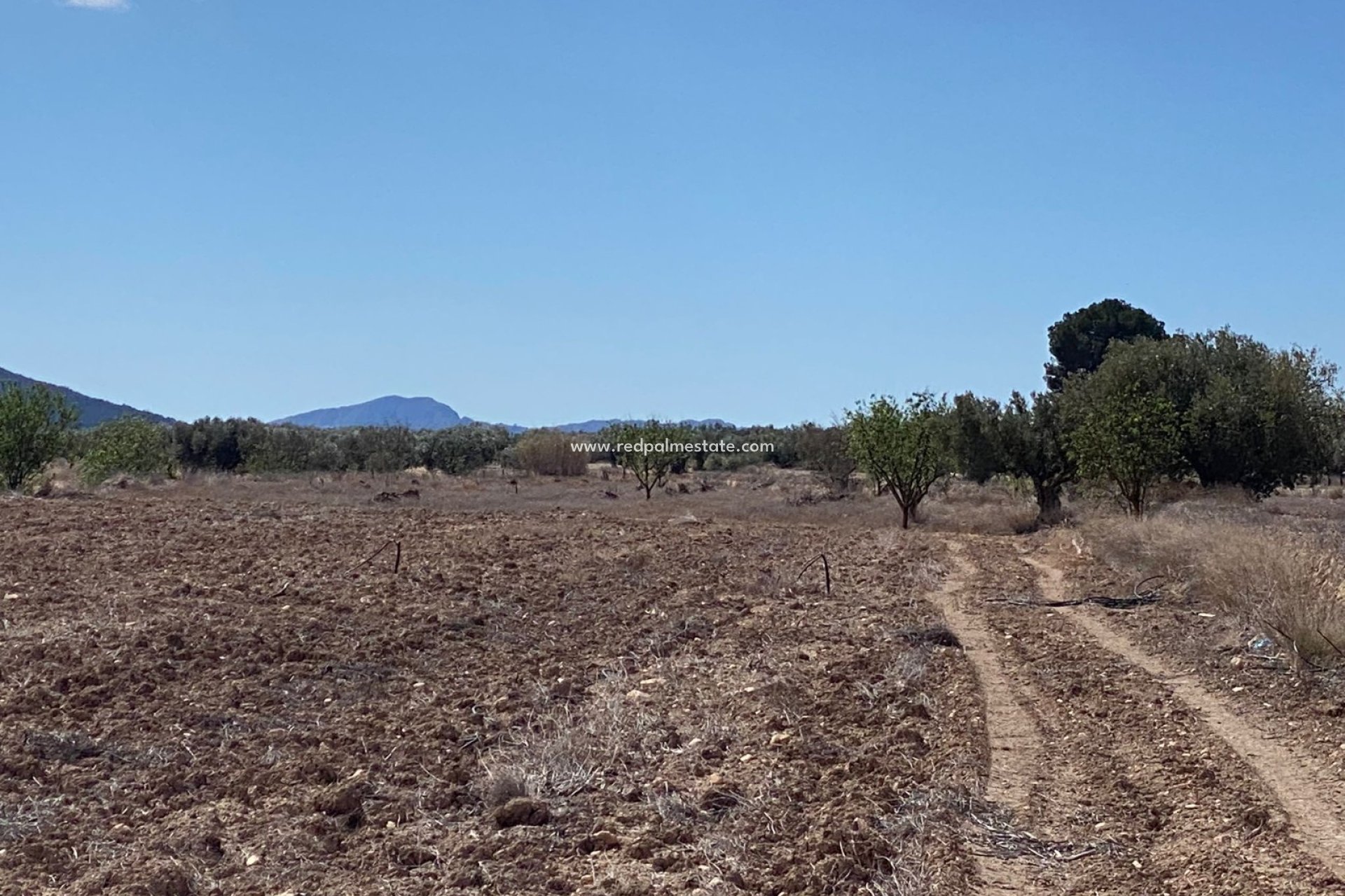 Reventa - Trama -
Pinoso - Inland