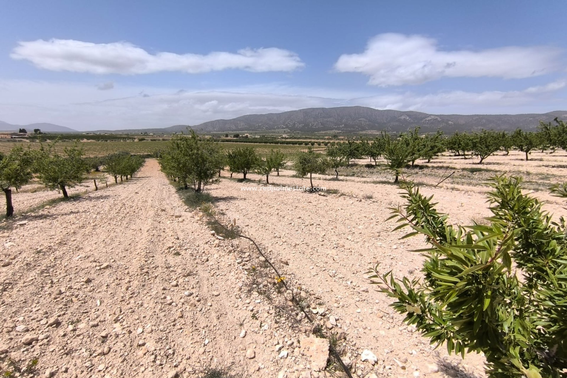 Reventa - Trama -
Pinoso - Inland