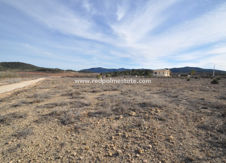 Reventa - Trama -
Pinoso - Inland