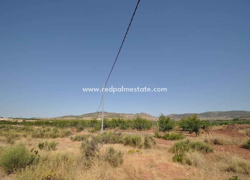 Reventa - Trama -
Pinoso - Inland