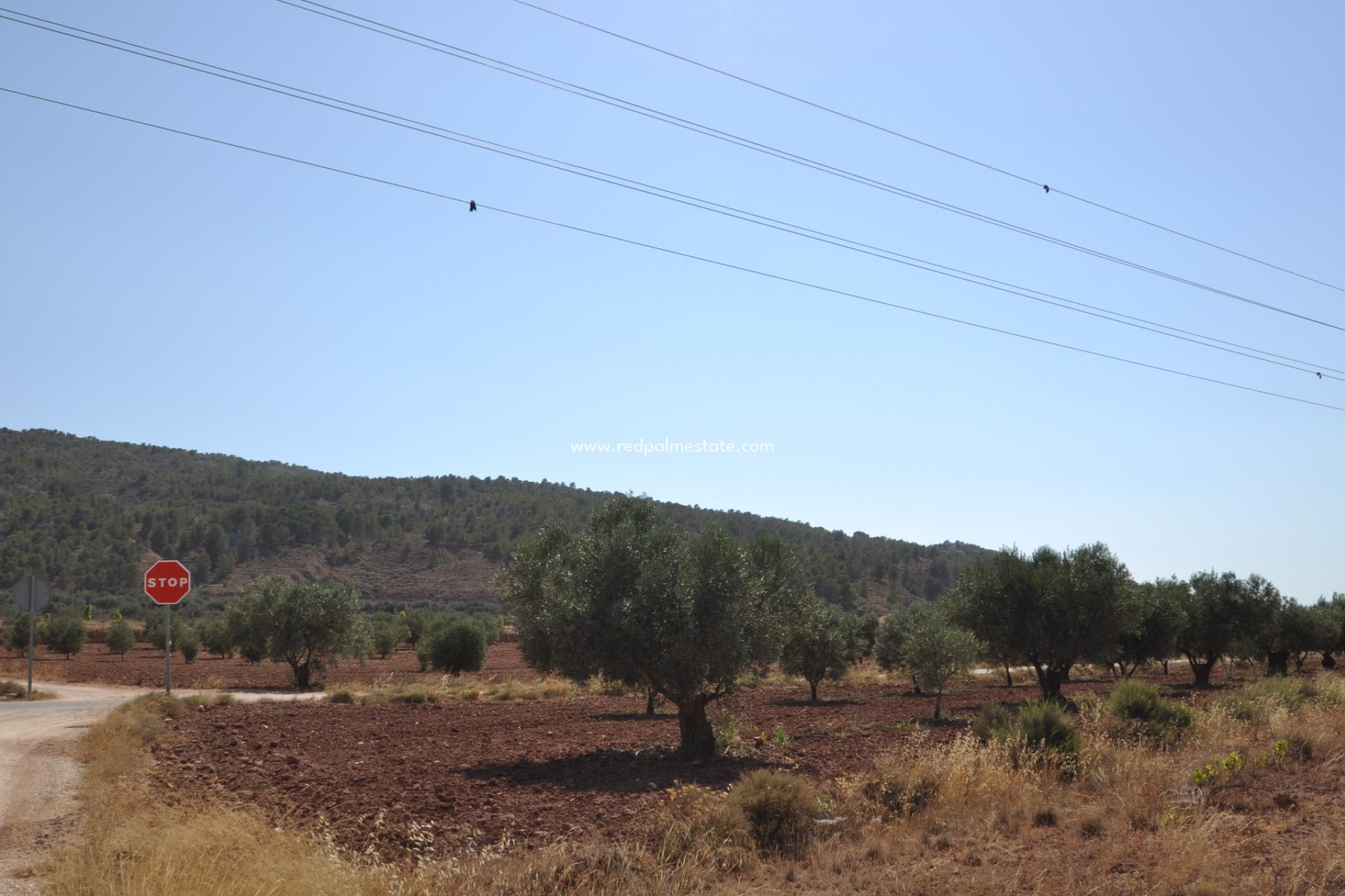 Reventa - Trama -
Pinoso - Inland