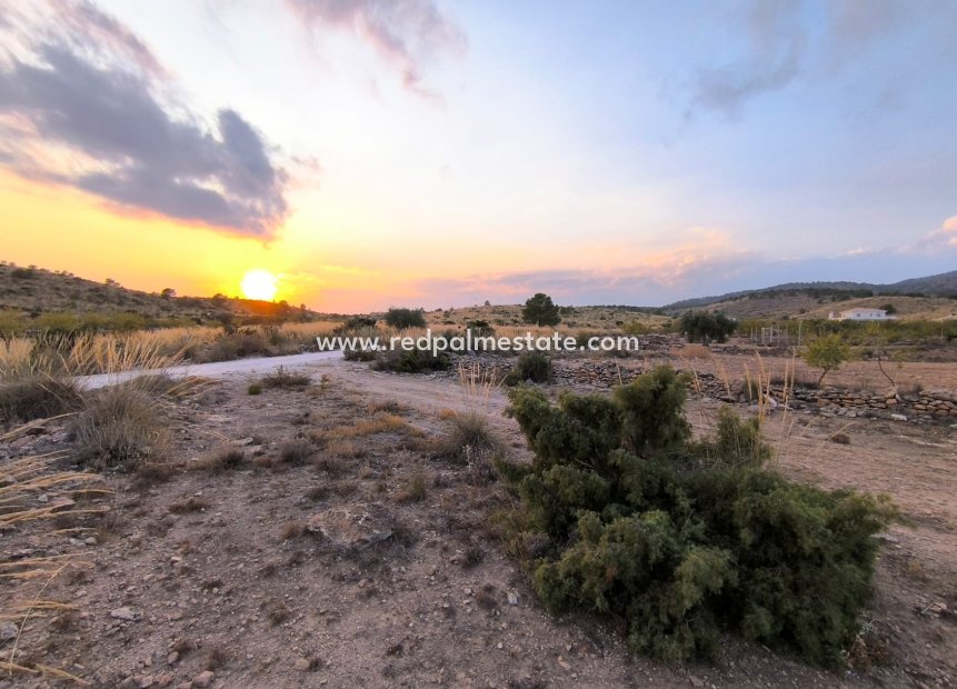 Reventa - Trama -
Pinoso - Inland