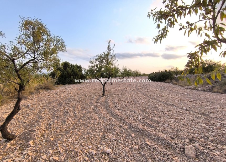 Reventa - Trama -
Pinoso - Inland