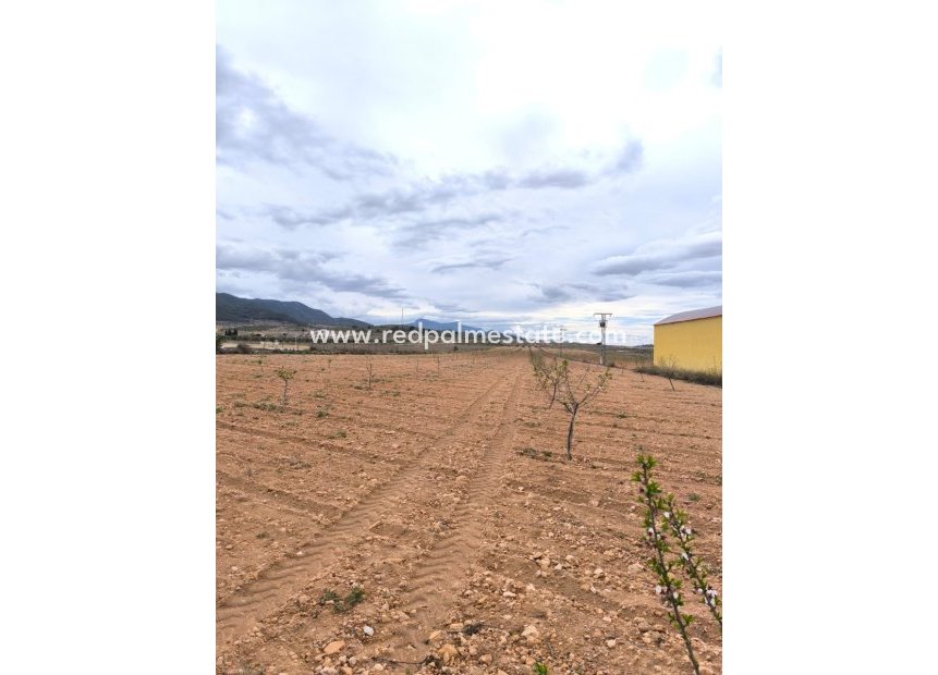 Reventa - Trama -
Pinoso - Inland