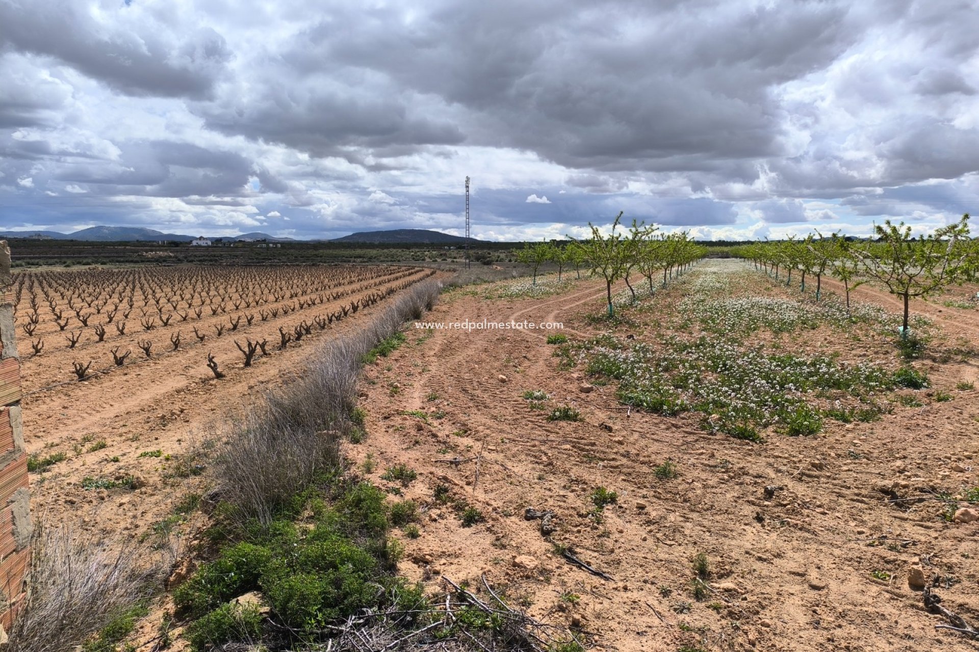 Reventa - Trama -
Pinoso - Inland