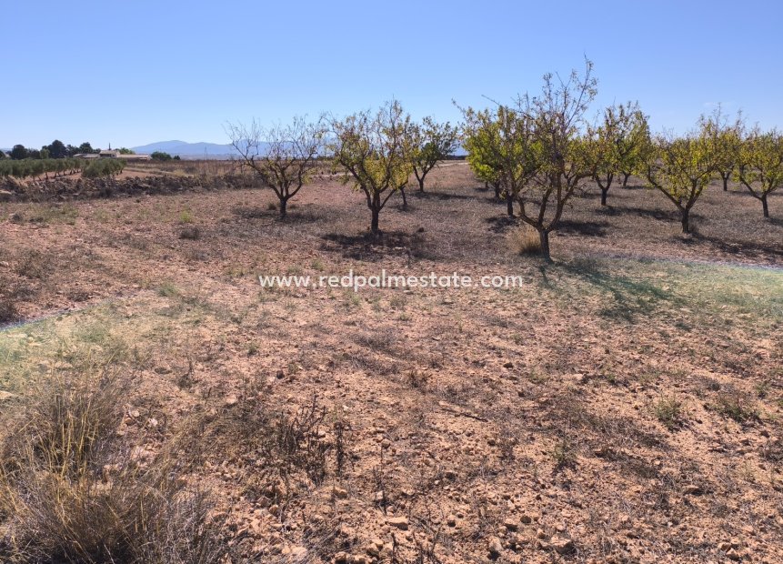 Reventa - Trama -
Pinoso - Inland