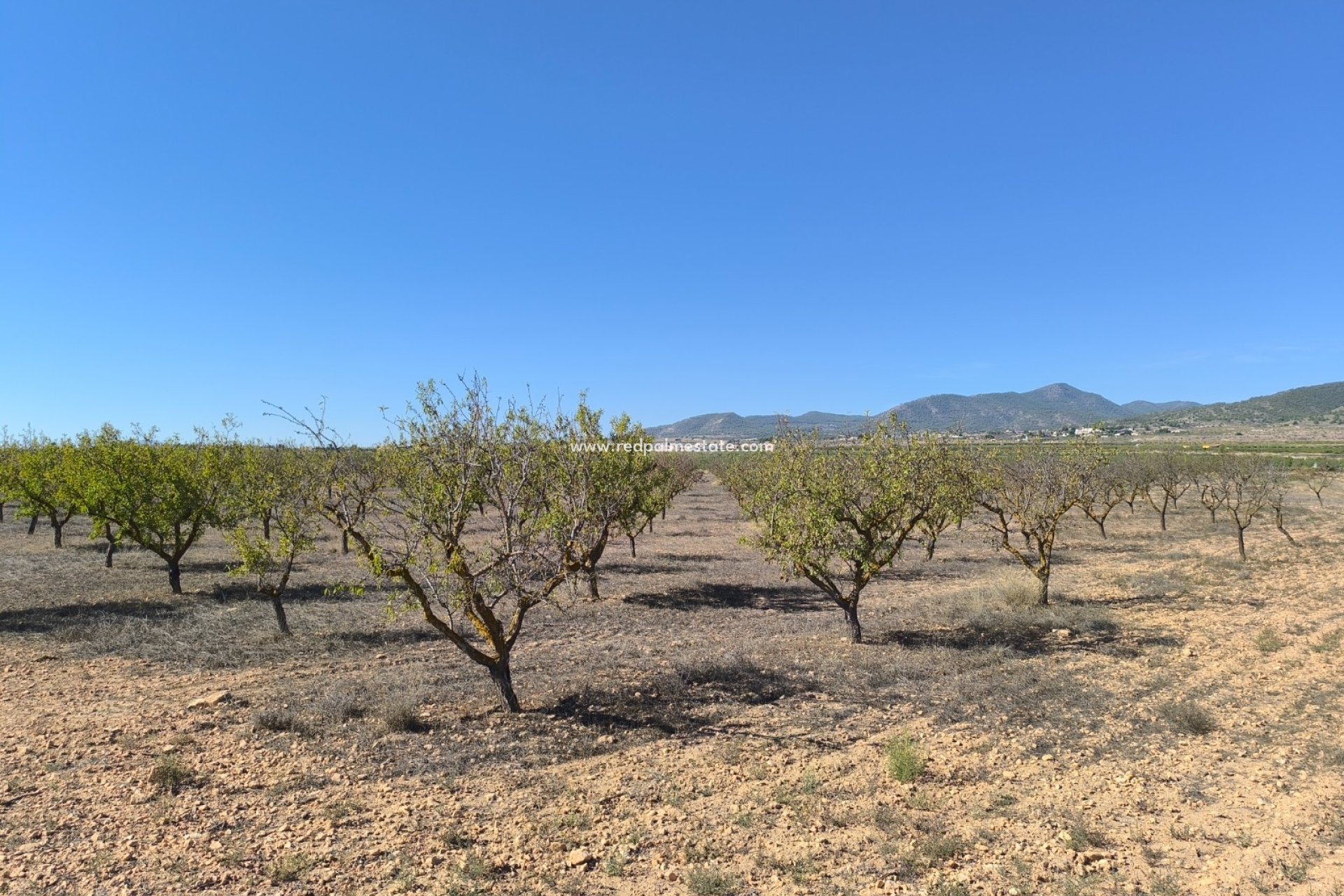 Reventa - Trama -
Pinoso - Inland