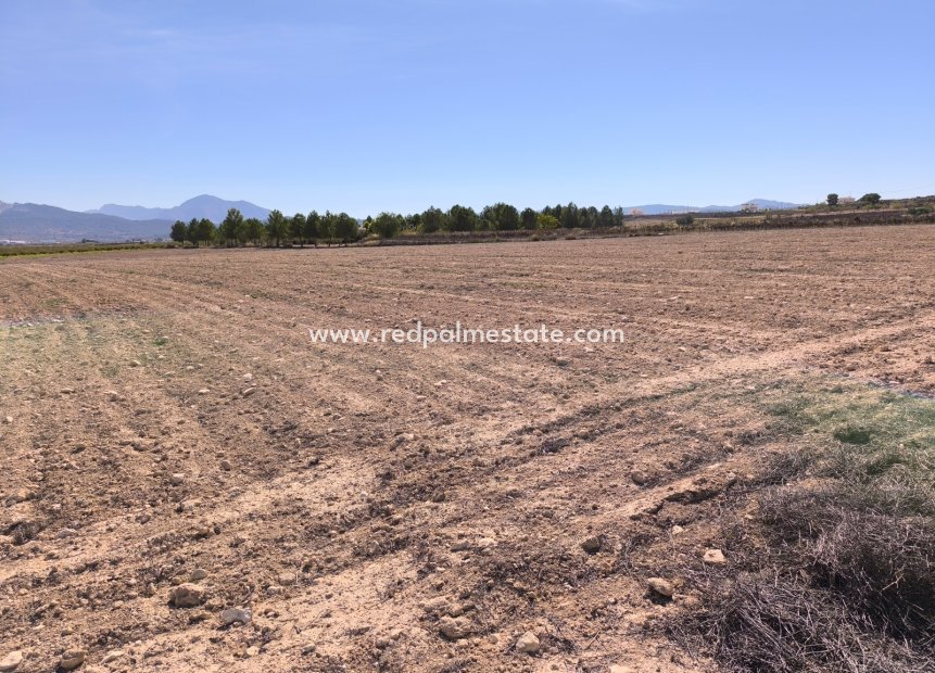 Reventa - Trama -
Pinoso - Inland