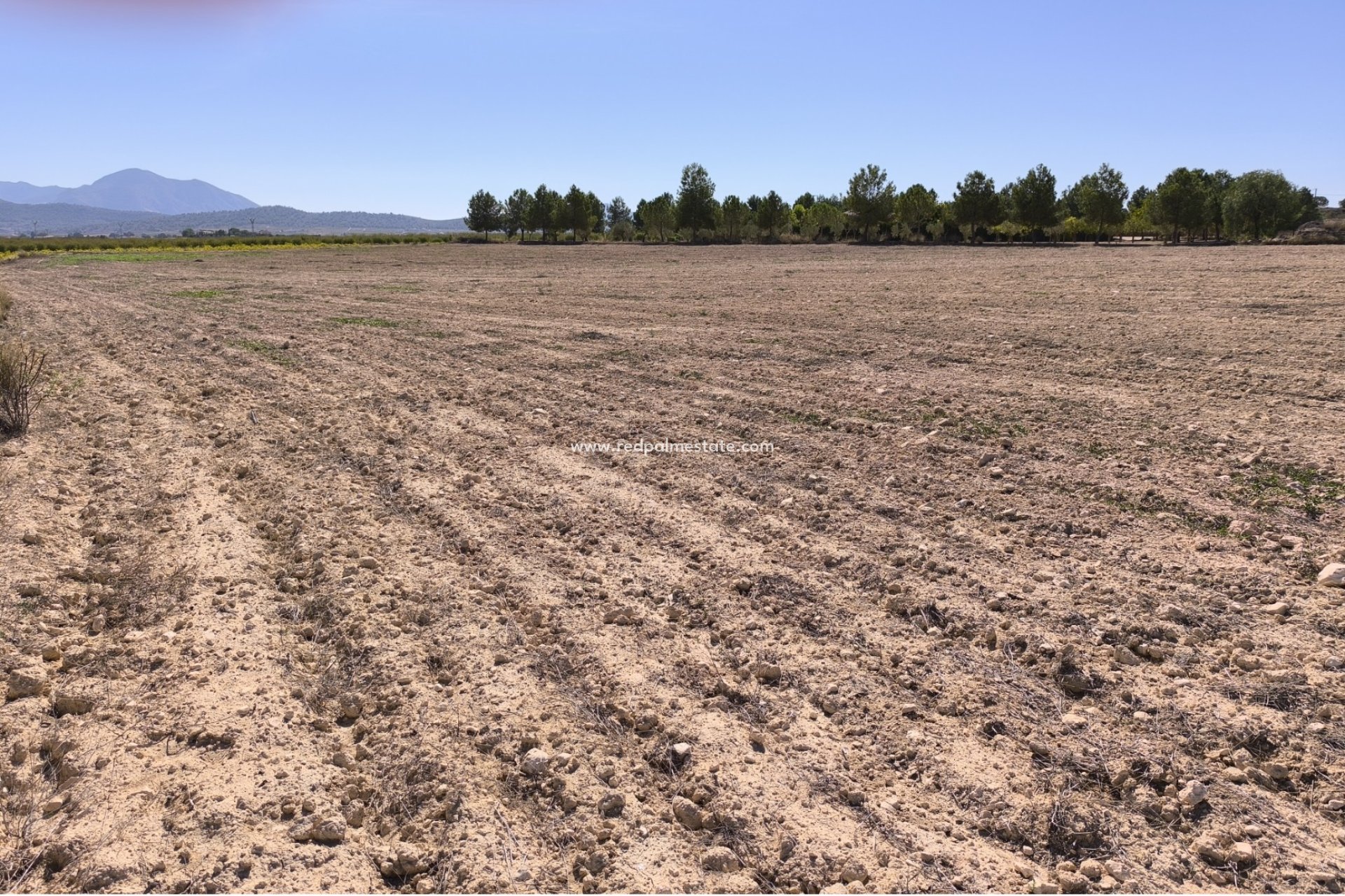 Reventa - Trama -
Pinoso - Inland