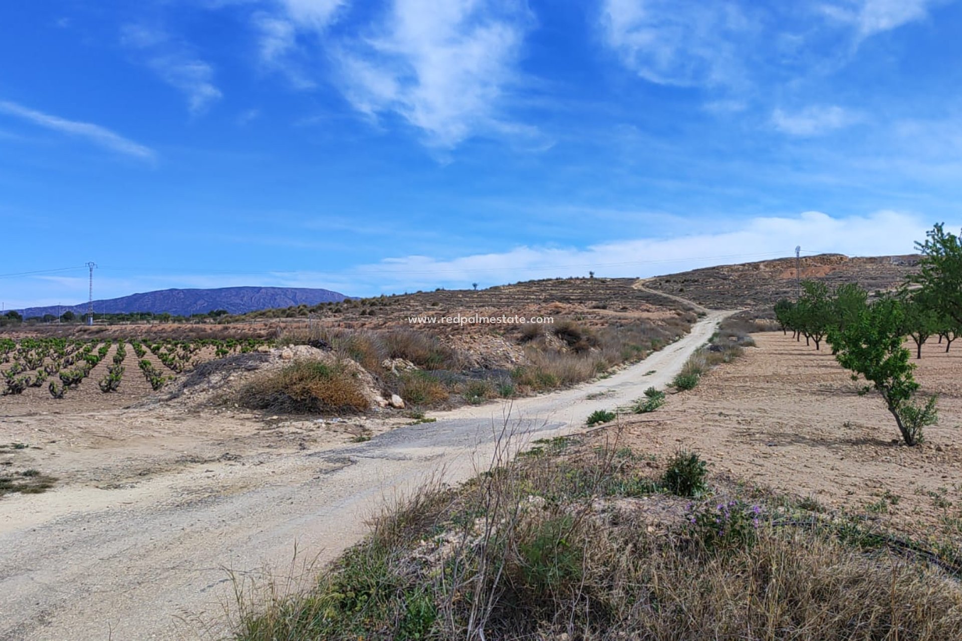 Reventa - Trama -
Pinoso - Inland