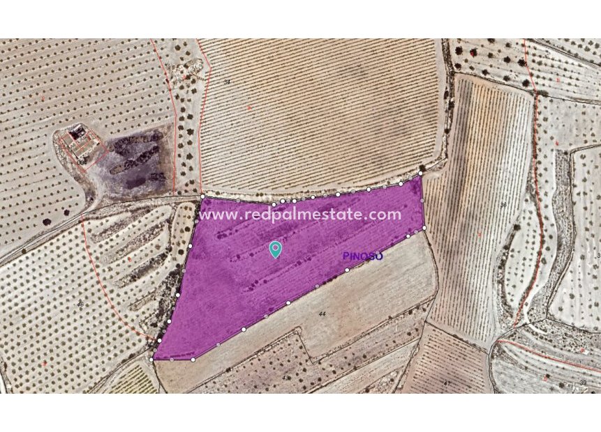 Reventa - Trama -
Pinoso - Inland