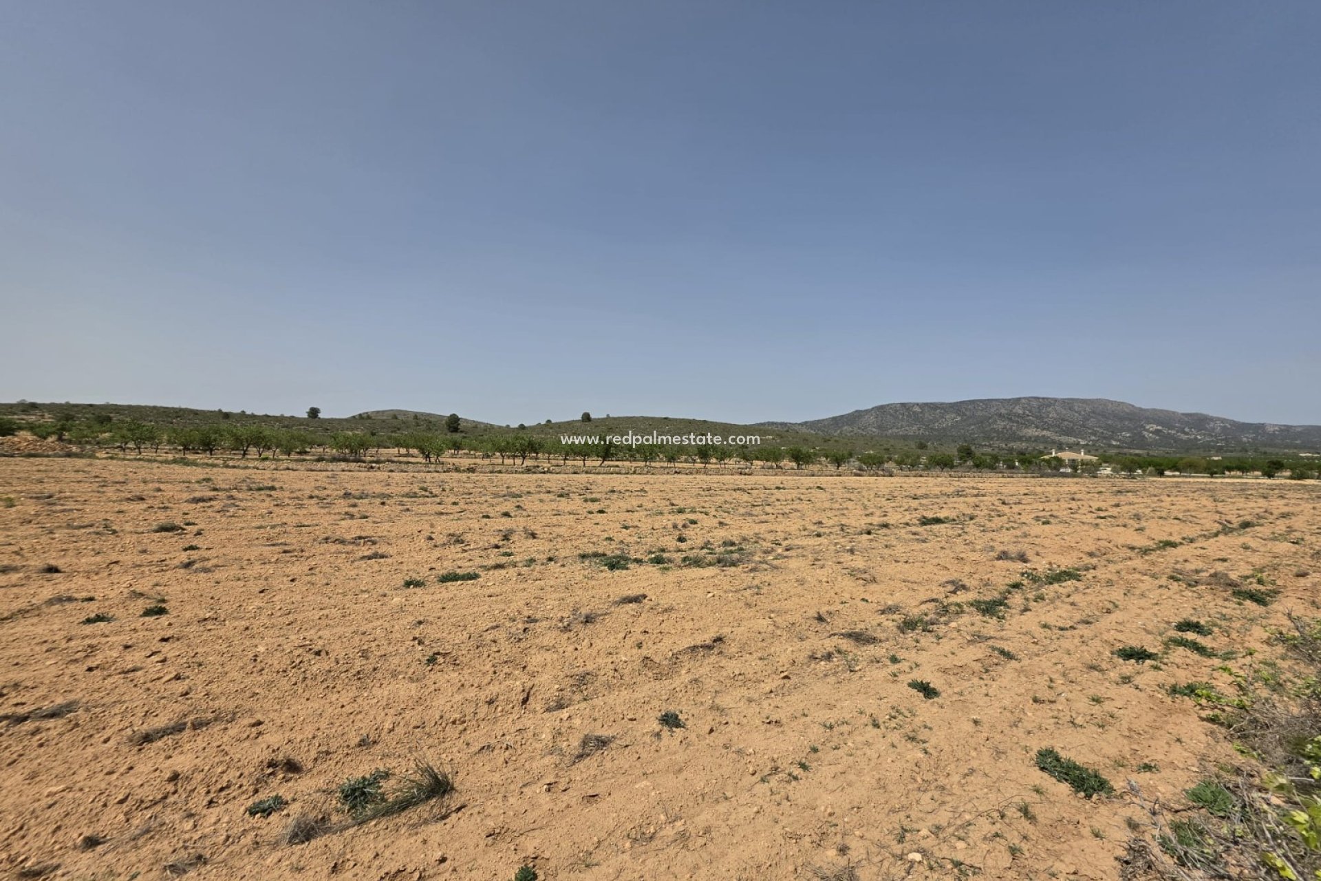 Reventa - Trama -
Pinoso - Inland