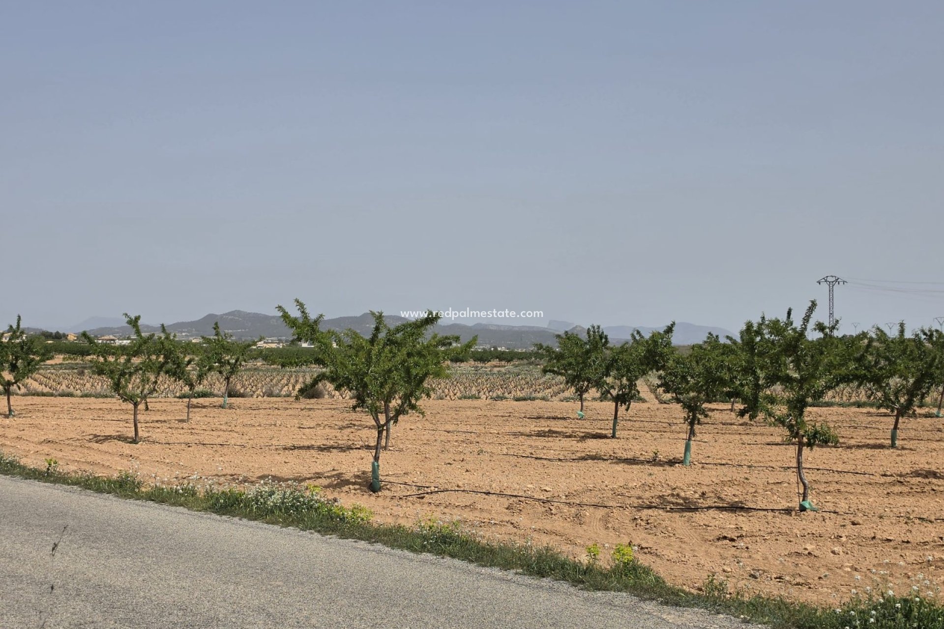 Reventa - Trama -
Pinoso - Inland