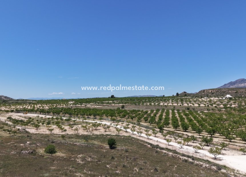 Reventa - Trama -
Pinoso - Inland