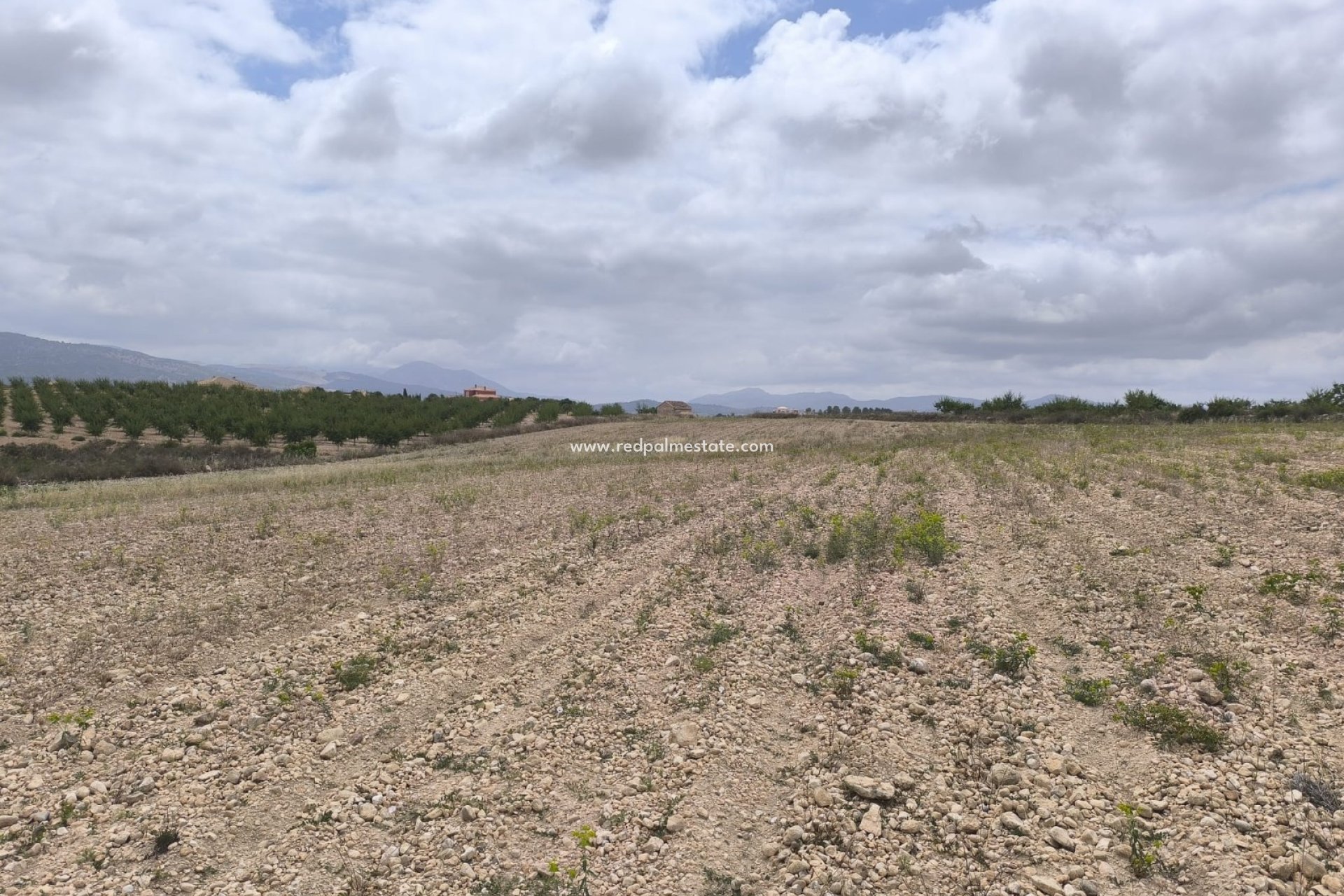 Reventa - Trama -
Pinoso - Inland