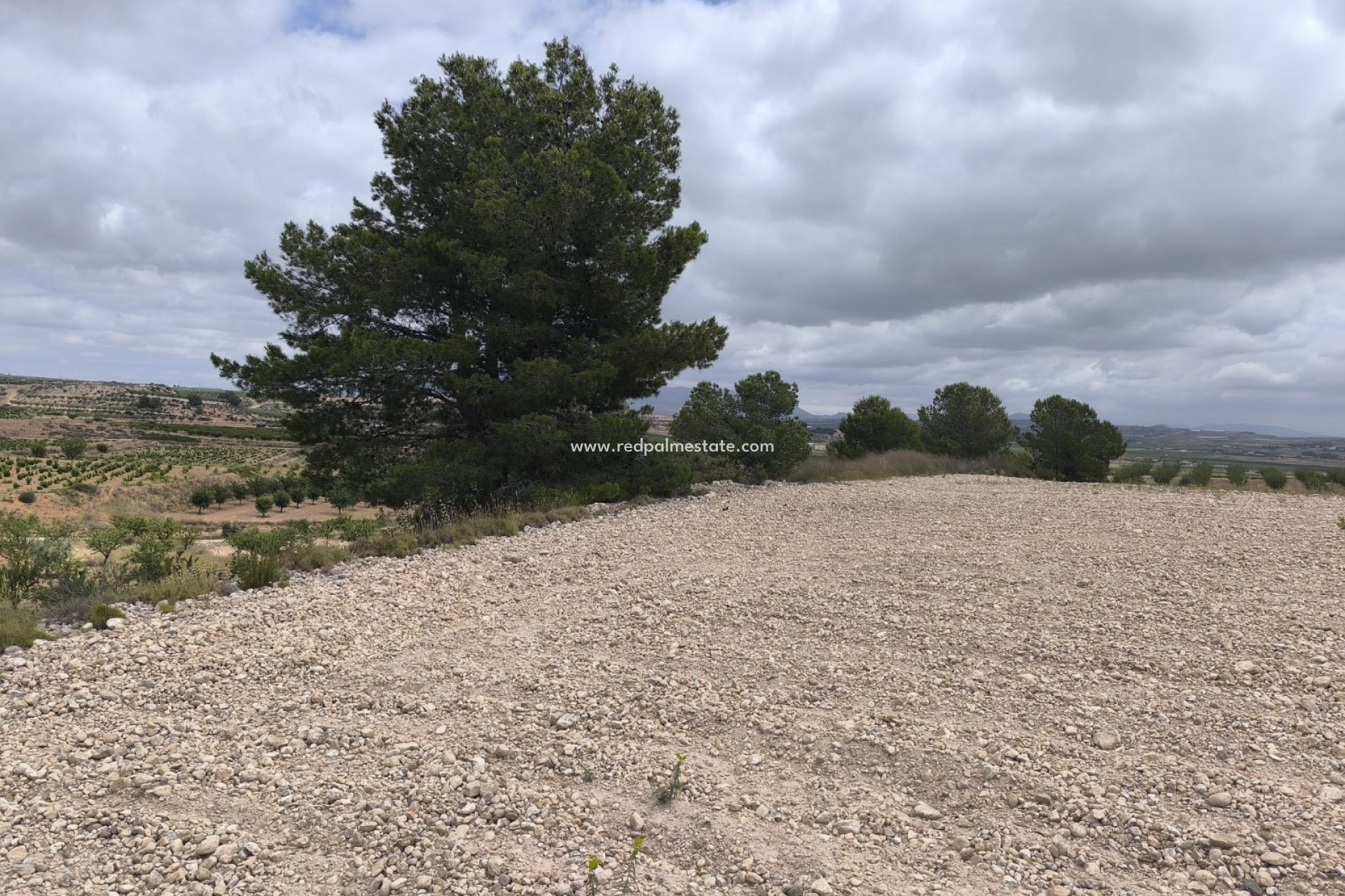 Reventa - Trama -
Pinoso - Inland