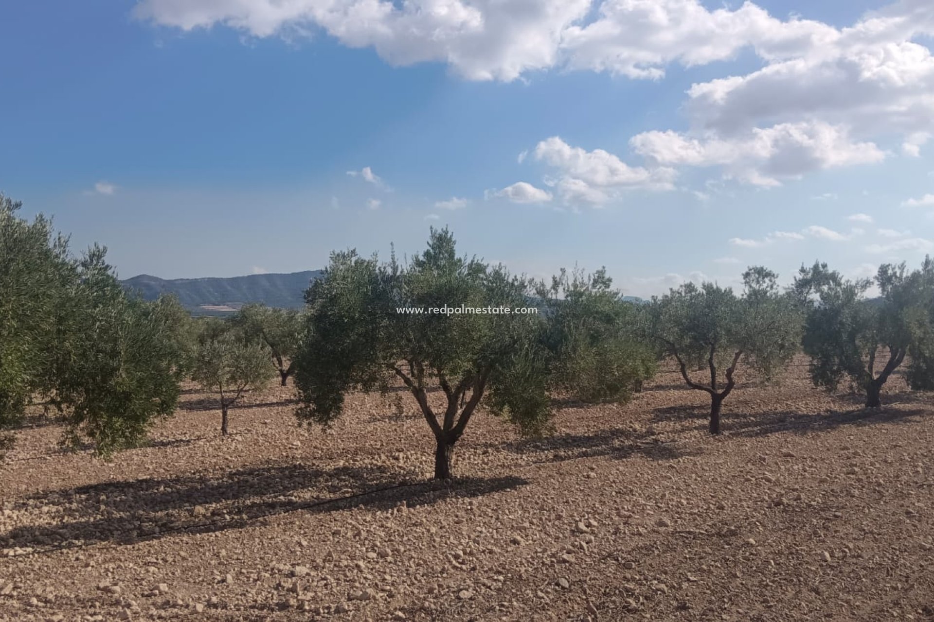 Reventa - Trama -
Salinas - Inland