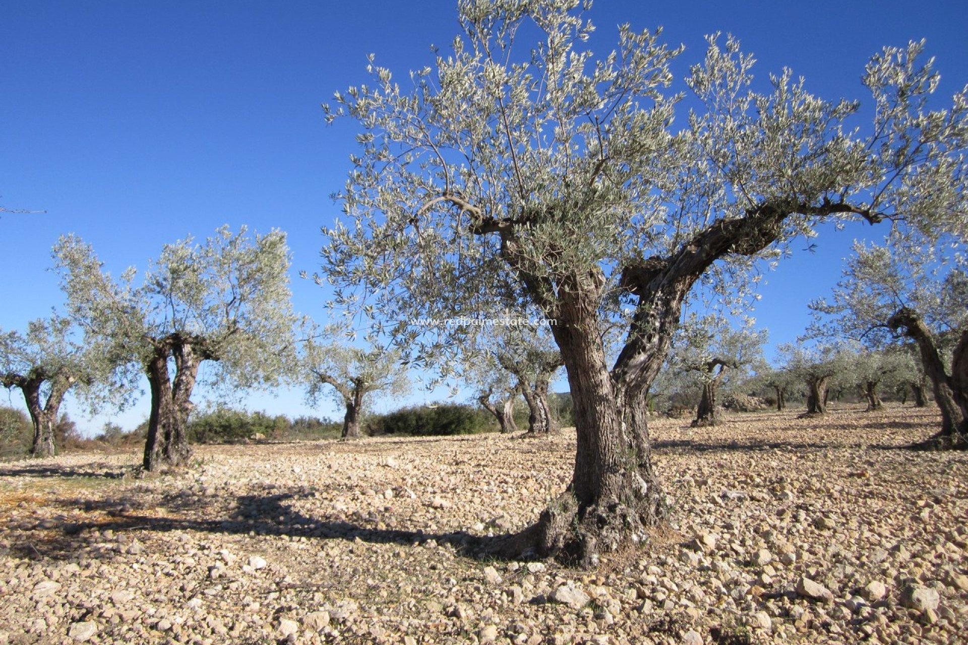 Reventa - Trama -
Villena - Inland