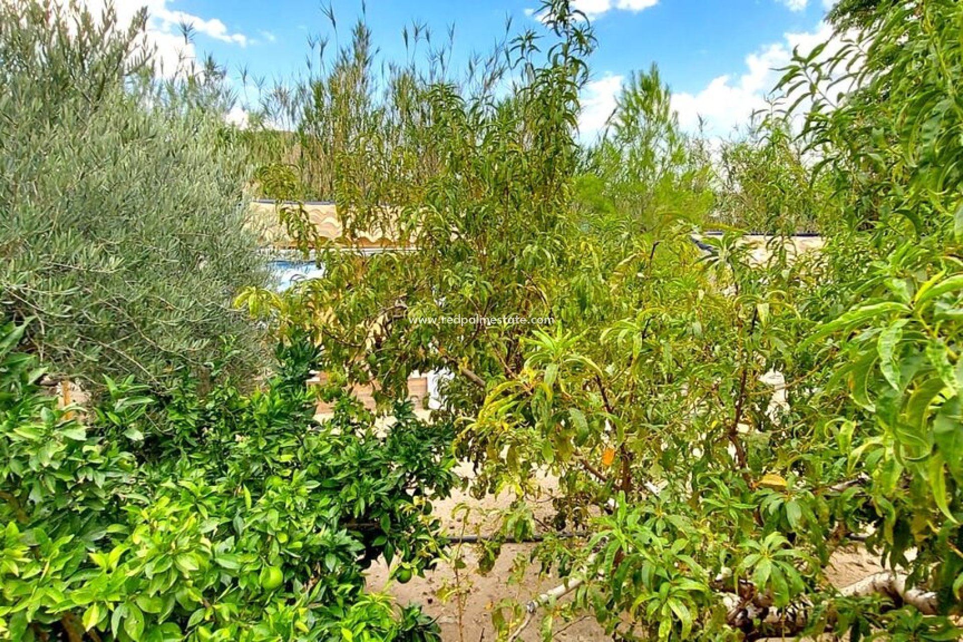 Reventa - Villa -
Calasparra - Inland