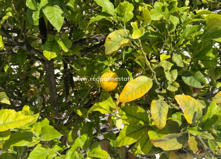 Reventa - Villa -
Torrevieja