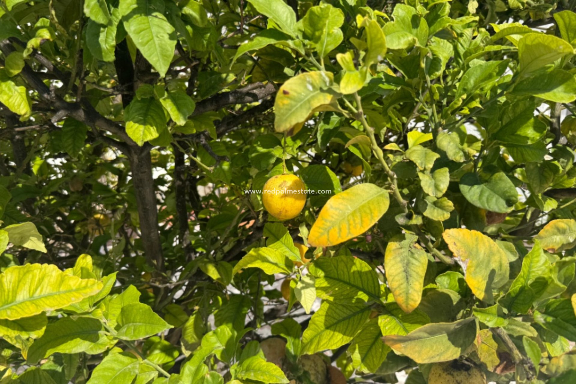 Reventa - Villa -
Torrevieja