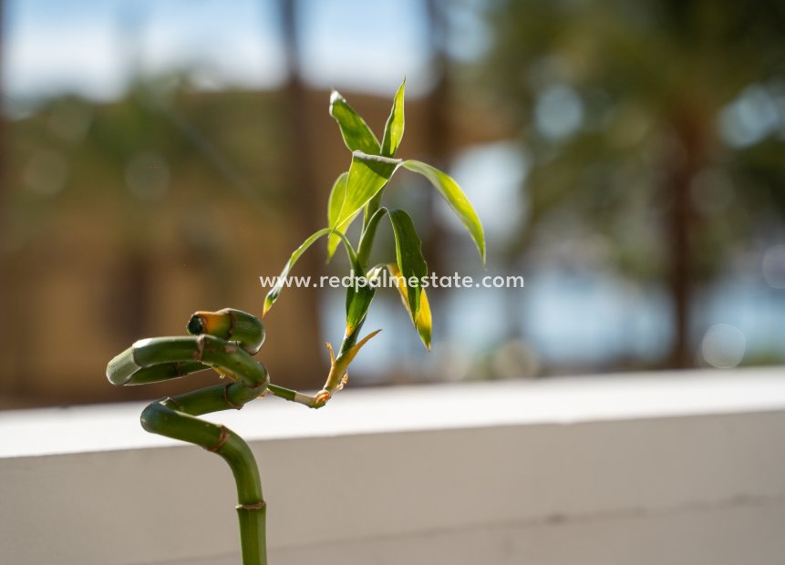 Revente - Appartements -
Alicante