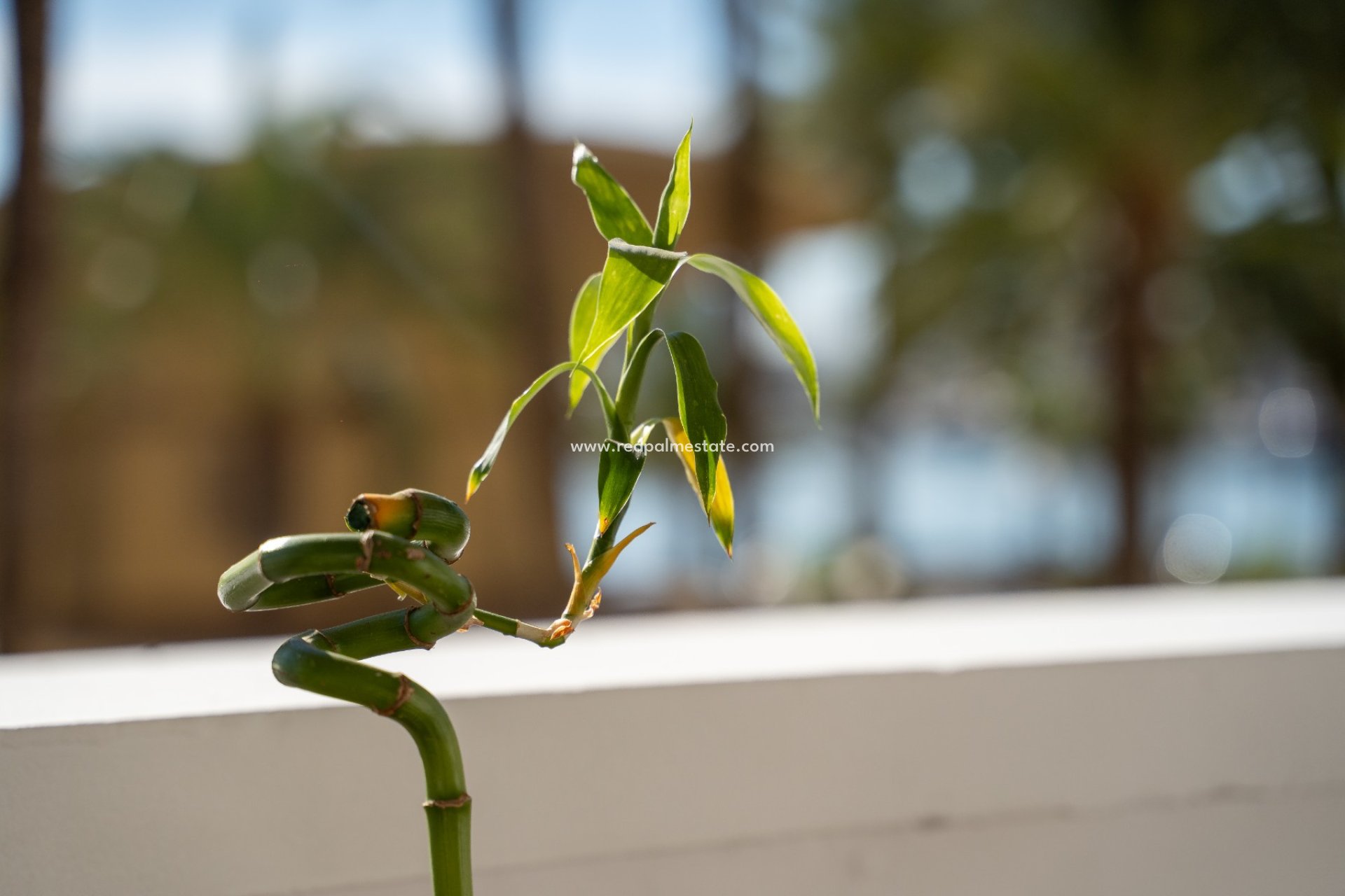 Revente - Appartements -
Alicante