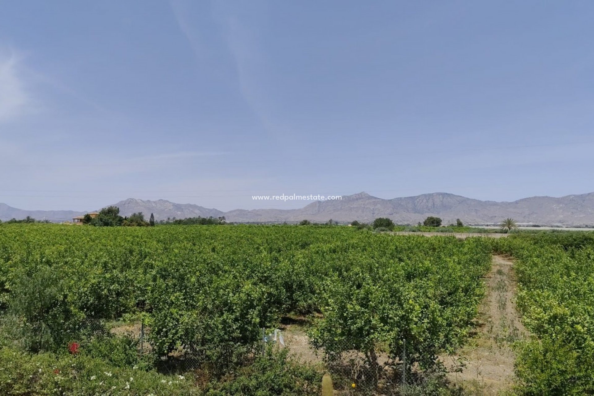 Revente - Finca / Propriété de campagne -
Albatera