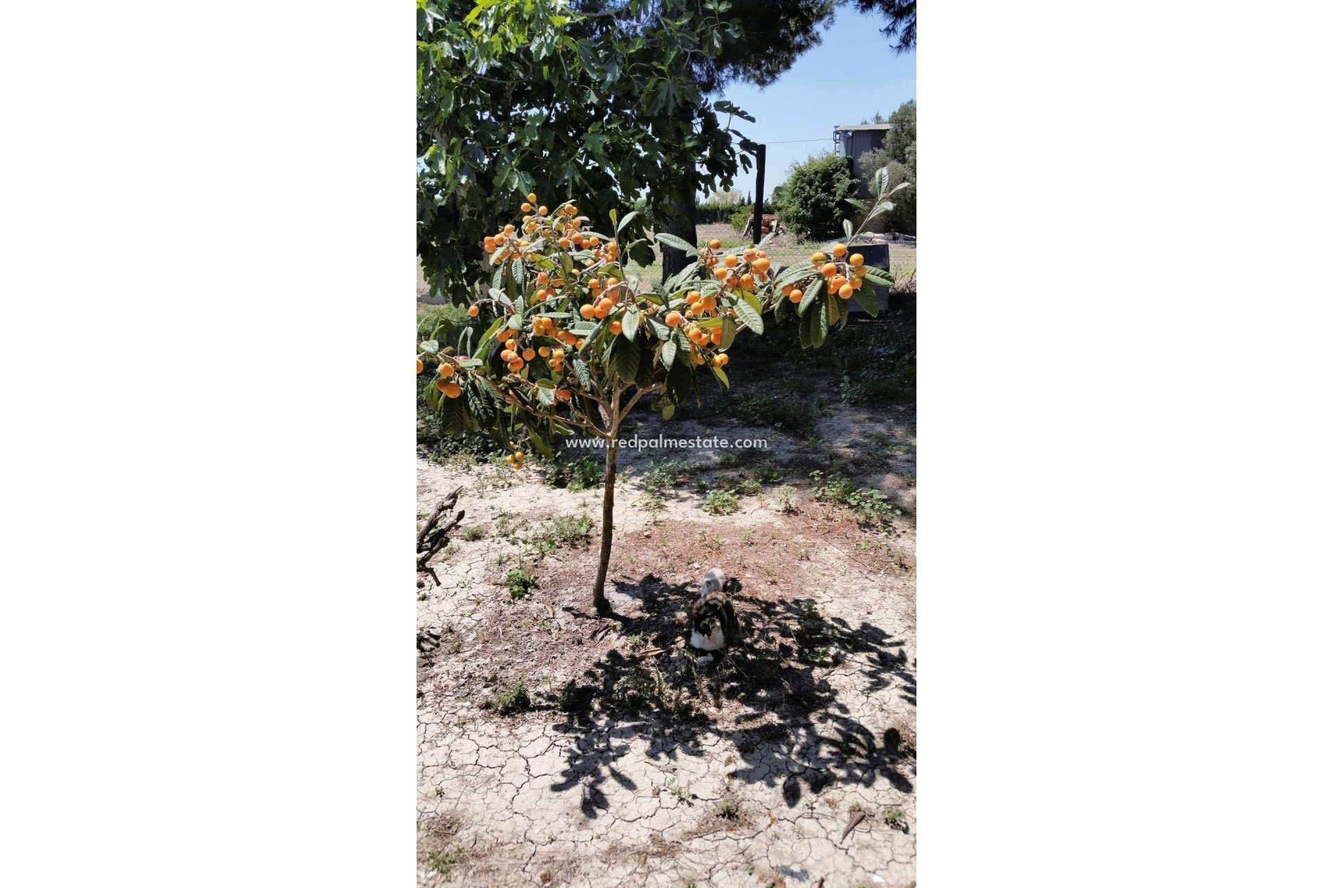 Revente - Finca / Propriété de campagne -
Dolores