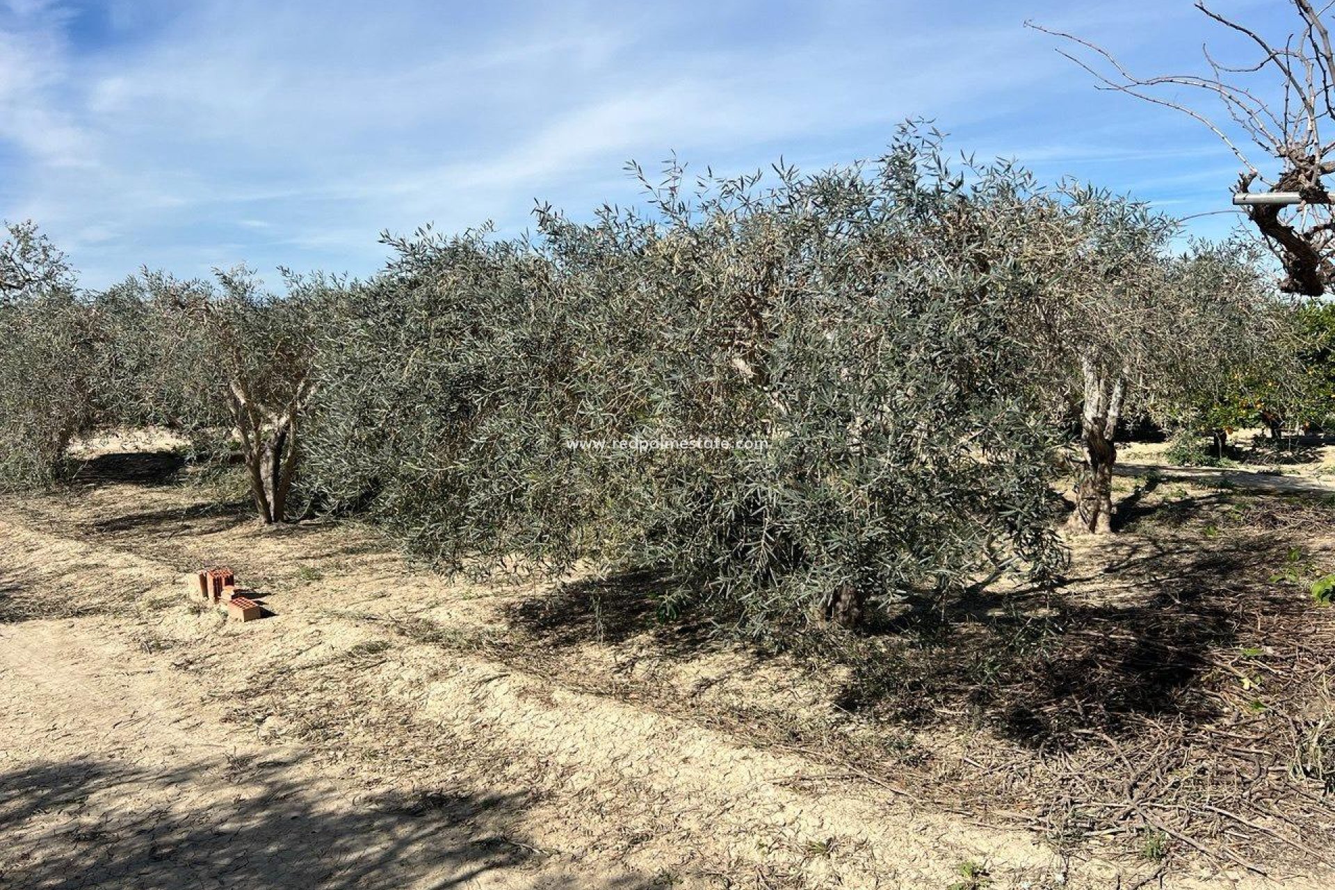 Revente - Finca / Propriété de campagne -
Montesinos - Los Montesinos