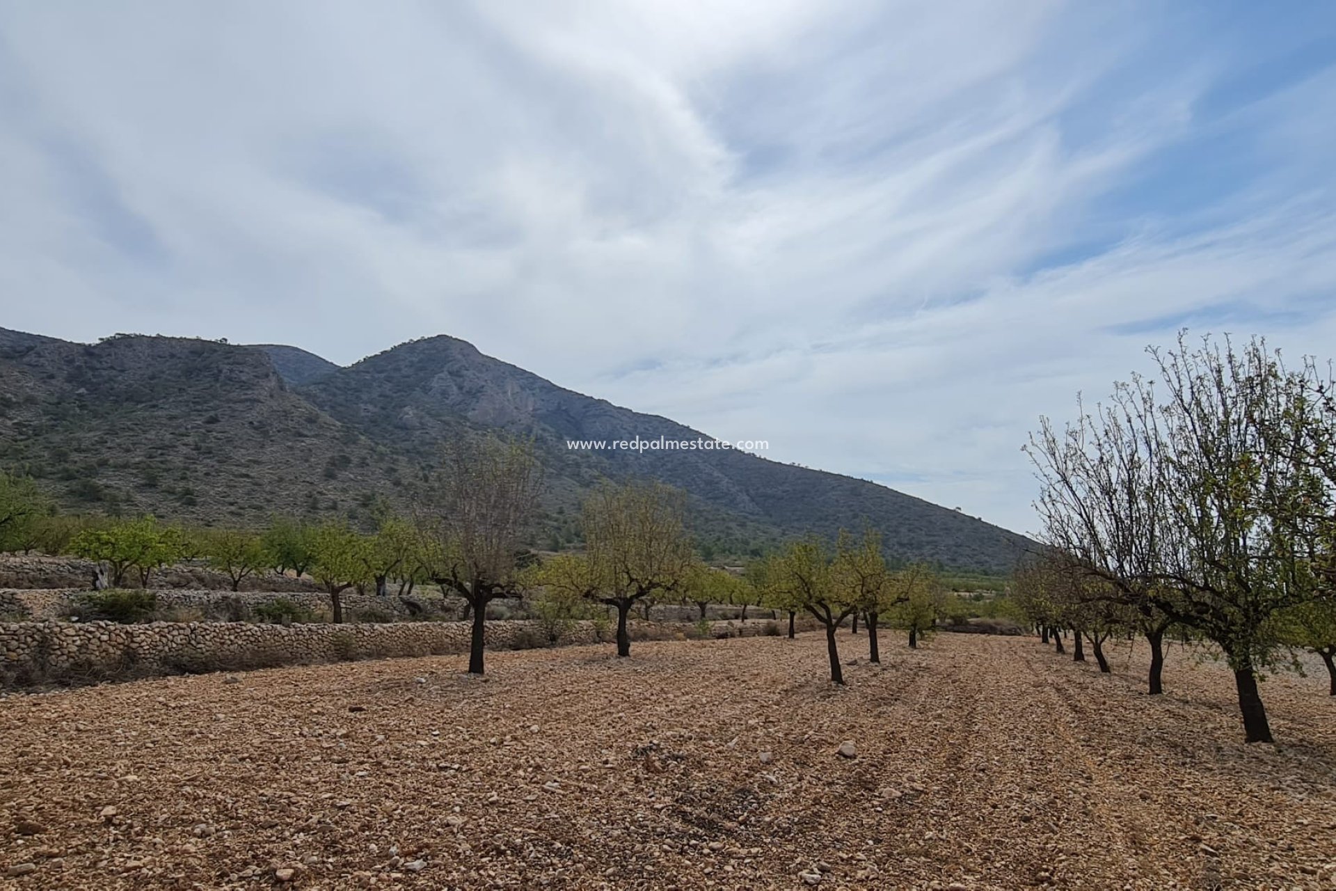 Revente - Parcelle -
Algueña - Inland