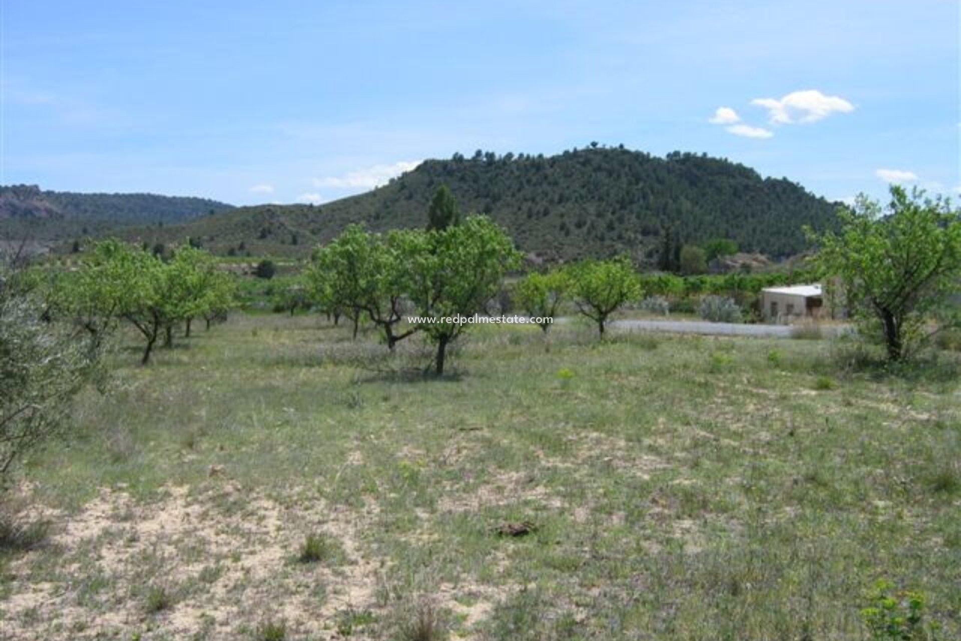 Revente - Parcelle -
Calasparra - Inland