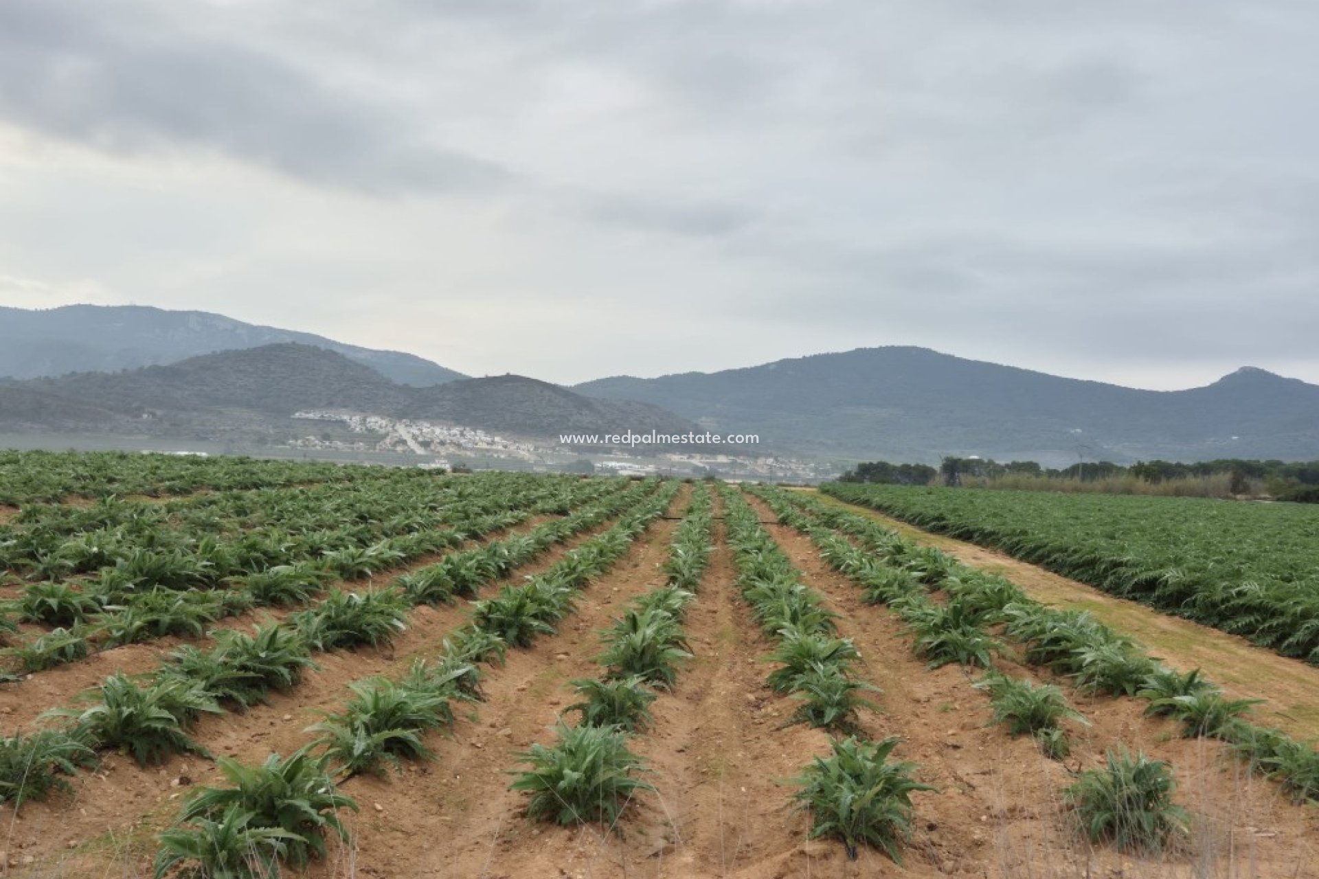 Revente - Parcelle -
Hondón de las Nieves - Inland