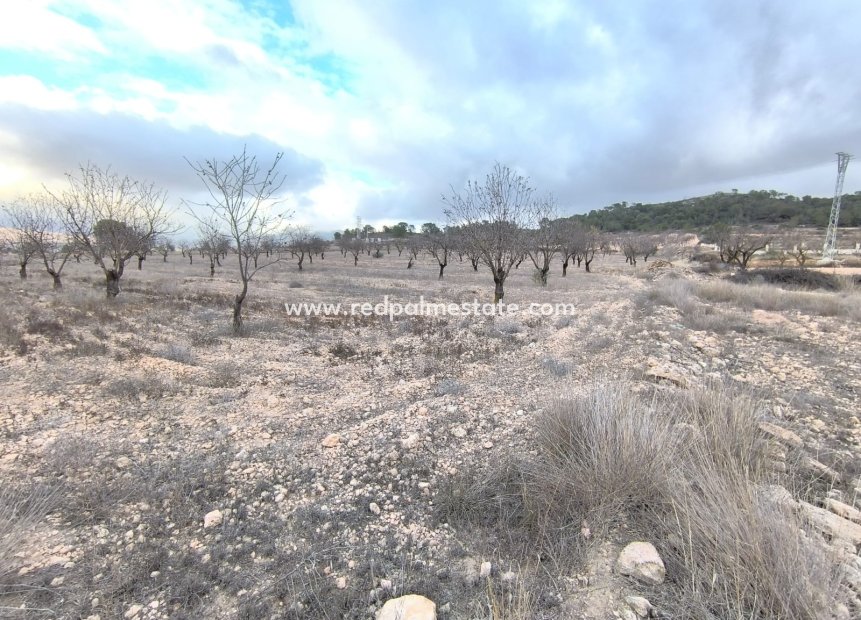 Revente - Parcelle -
La Solana