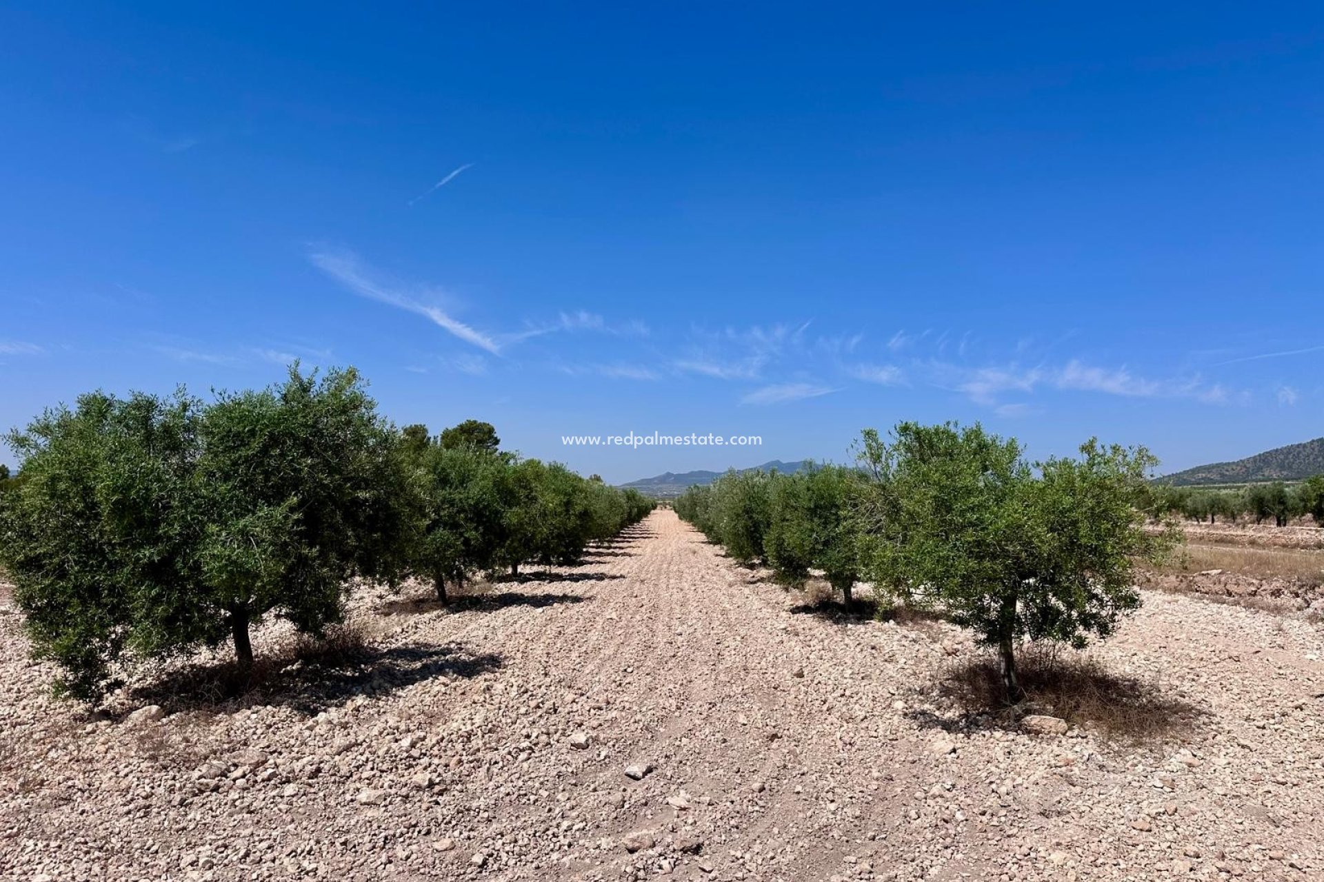Revente - Parcelle -
Monóvar/Monóver - Inland