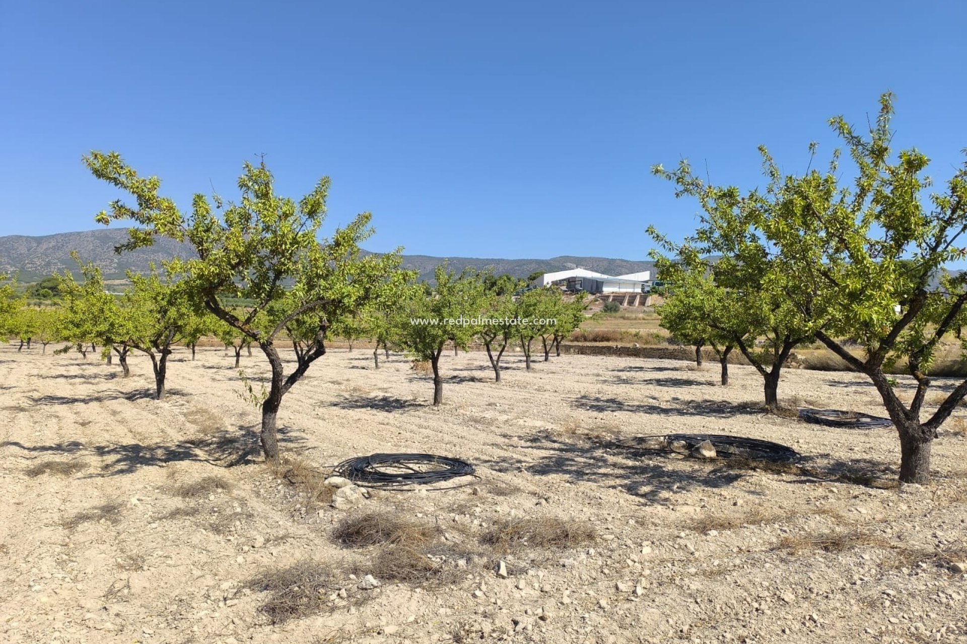 Revente - Parcelle -
Monóvar/Monóver - Inland