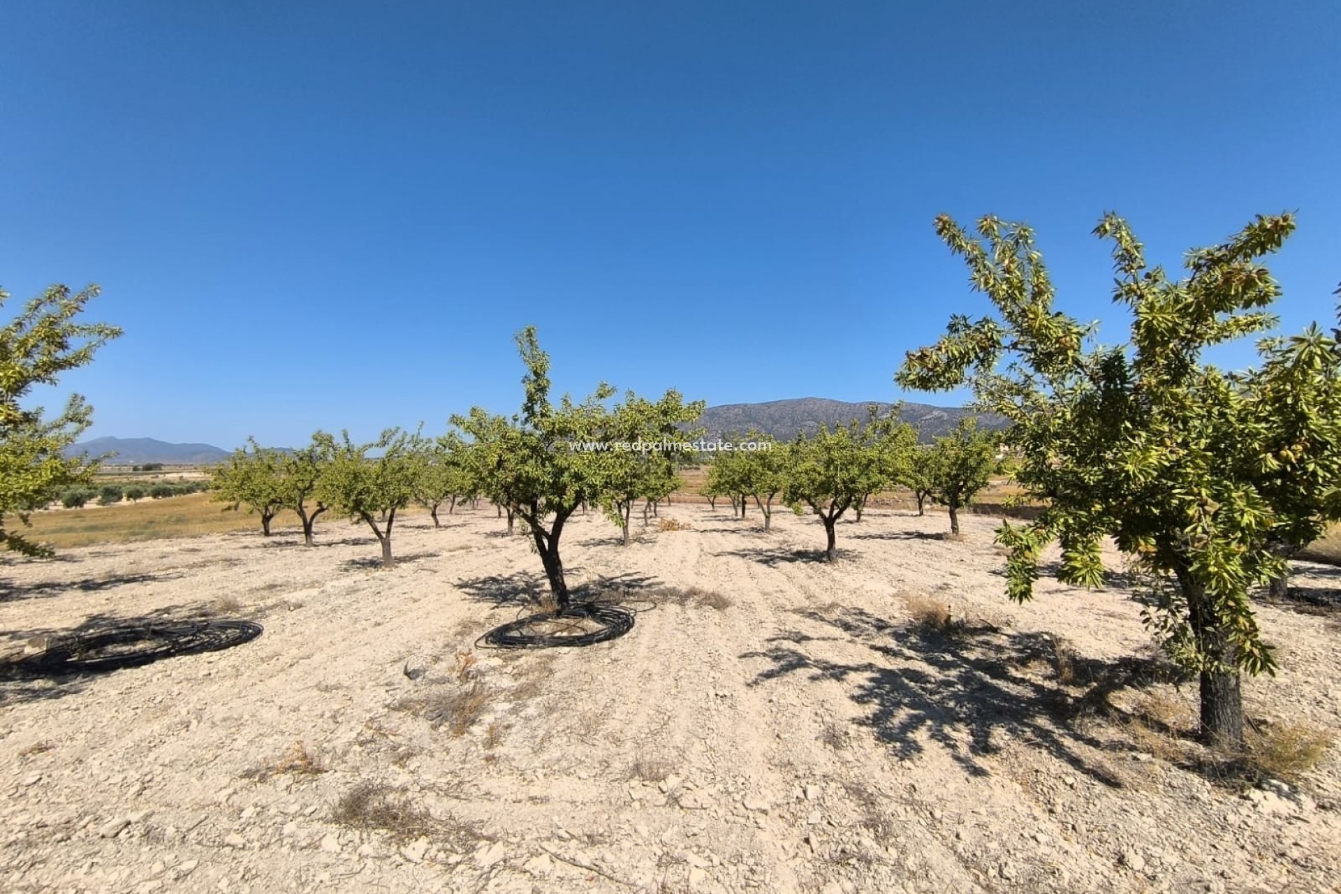 Revente - Parcelle -
Monóvar/Monóver - Inland