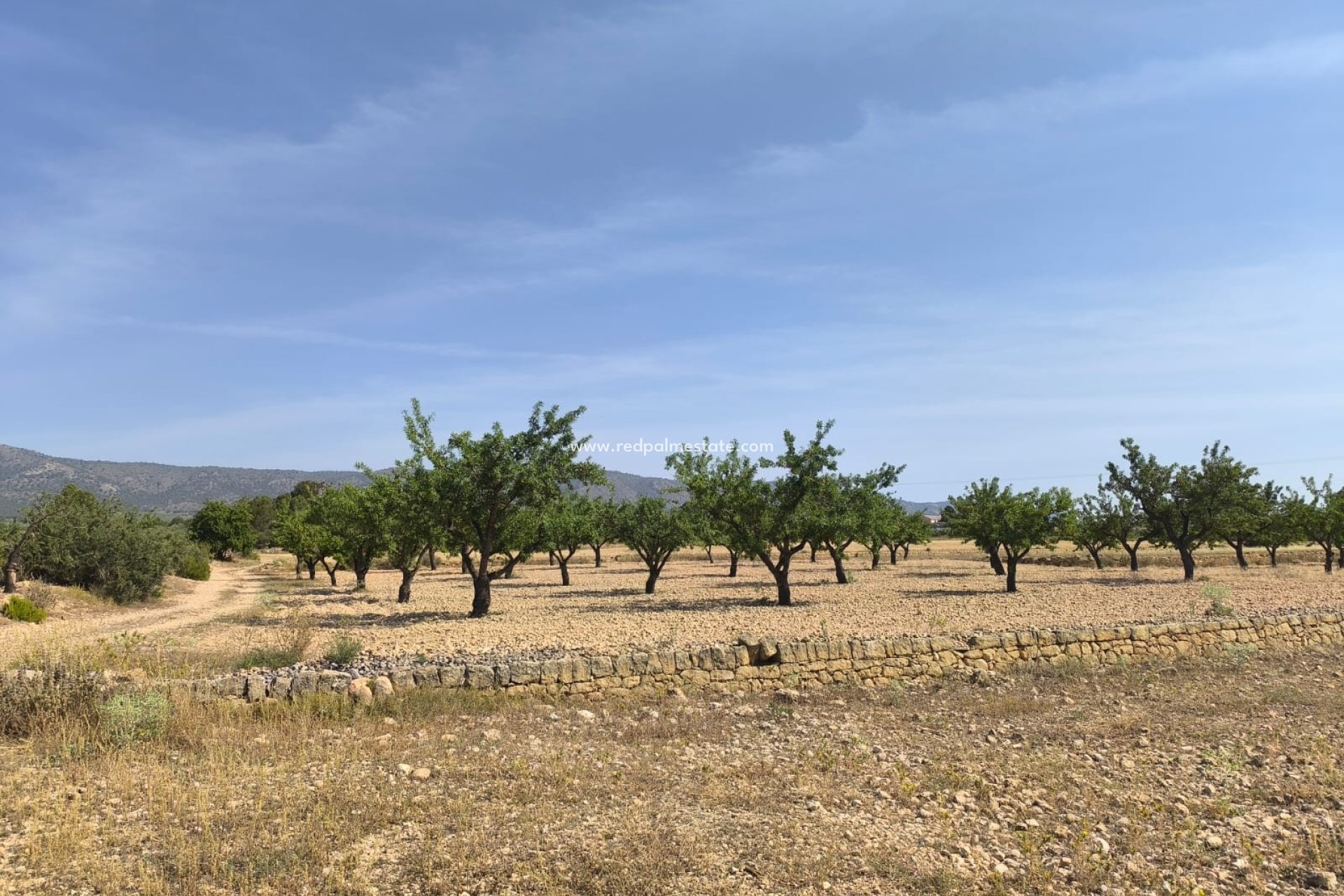 Revente - Parcelle -
Monóvar/Monóver - Inland