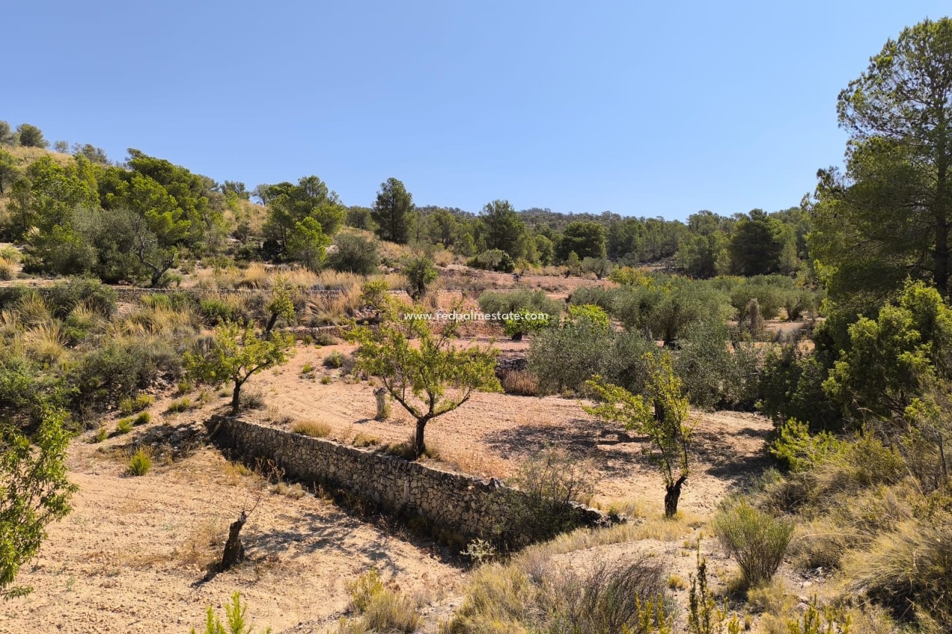 Revente - Parcelle -
Monóvar/Monóver - Inland