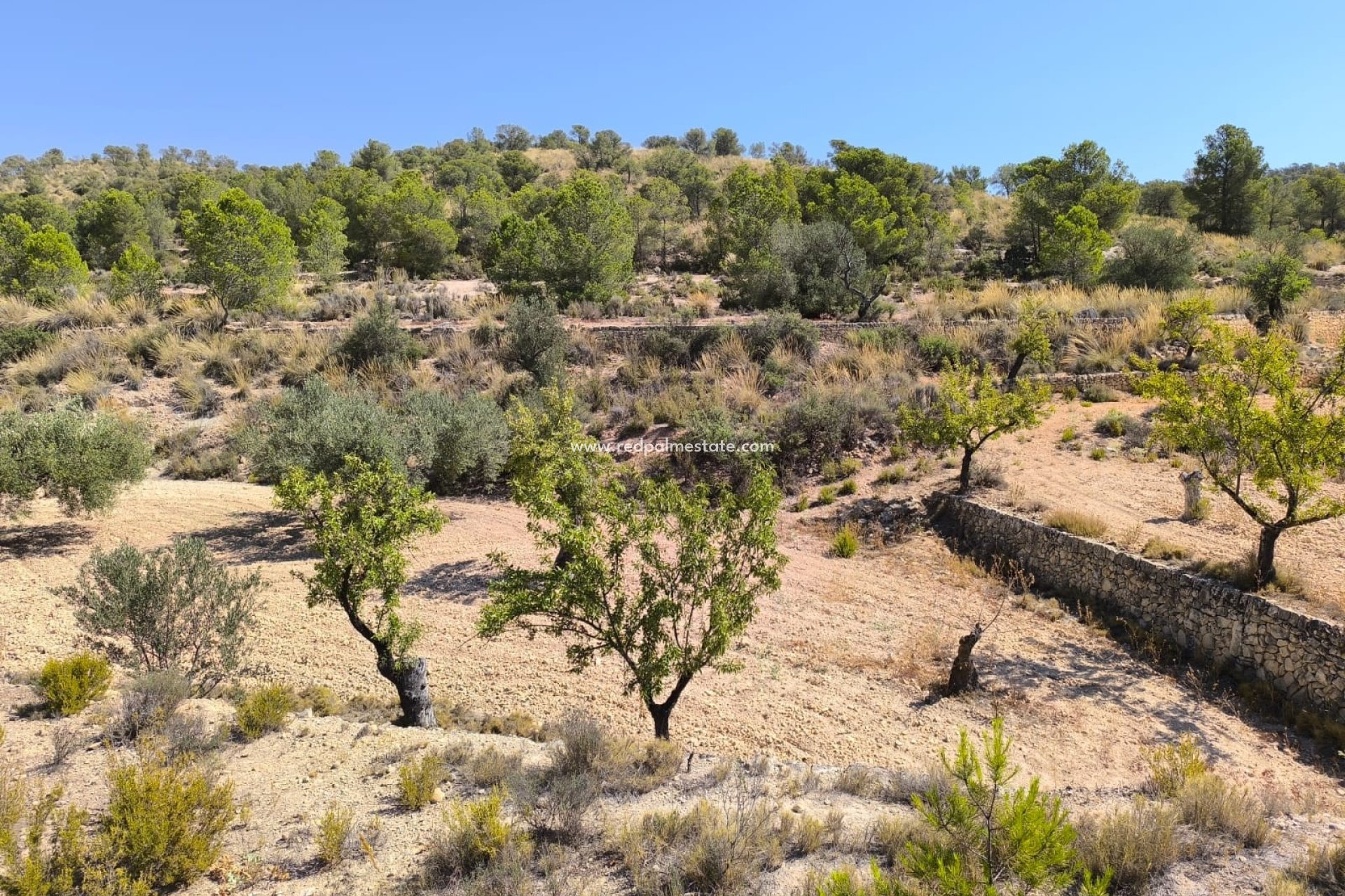 Revente - Parcelle -
Monóvar/Monóver - Inland