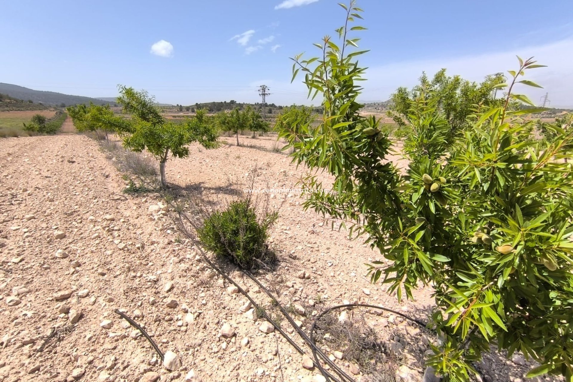 Revente - Parcelle -
Monóvar/Monóver - Inland