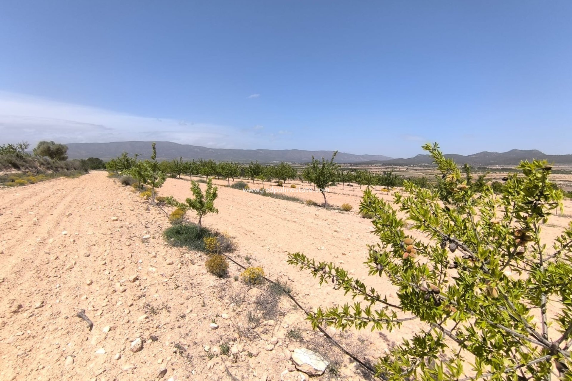 Revente - Parcelle -
Monóvar/Monóver - Inland