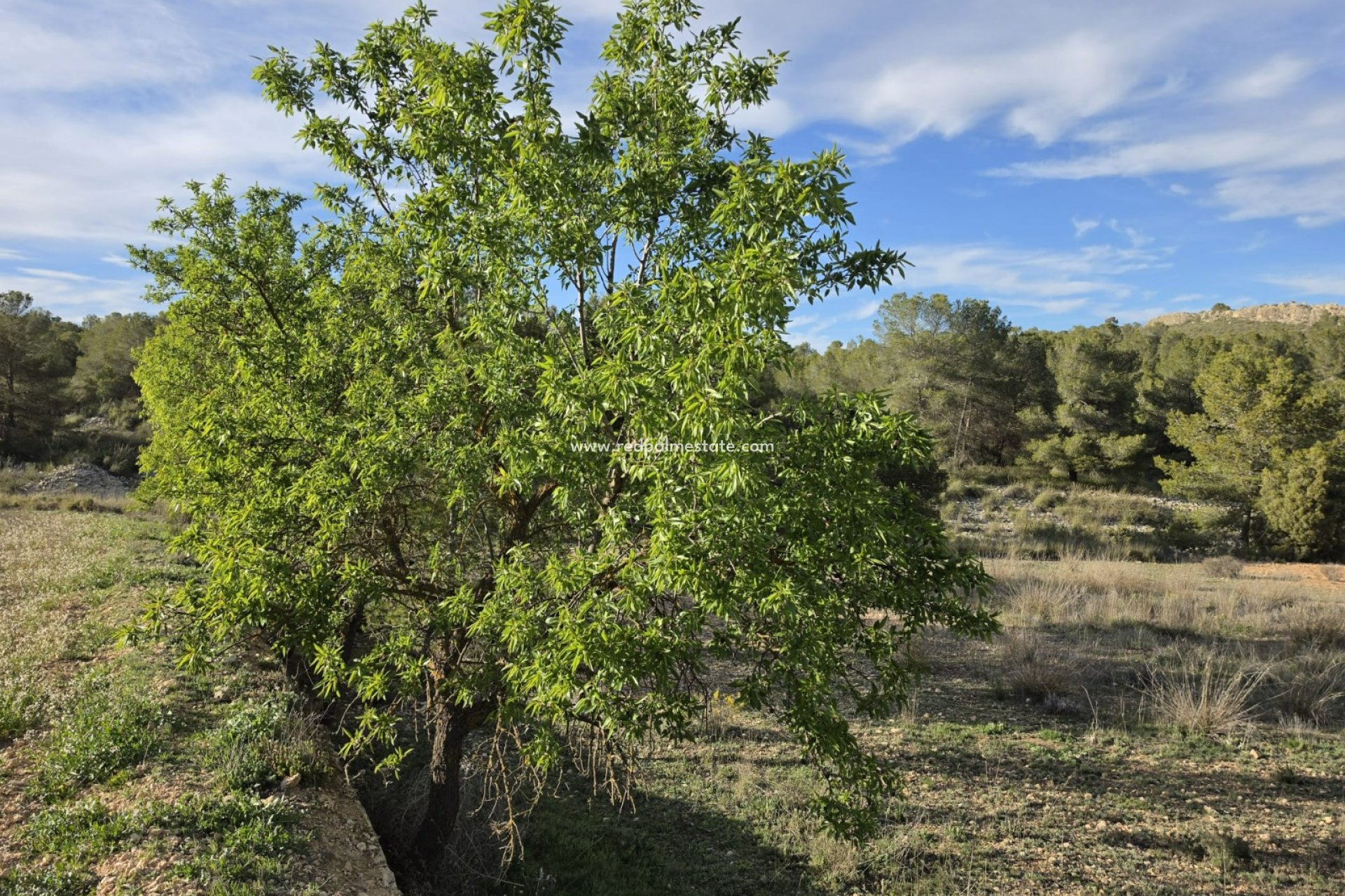 Revente - Parcelle -
Monóvar/Monóver - Inland