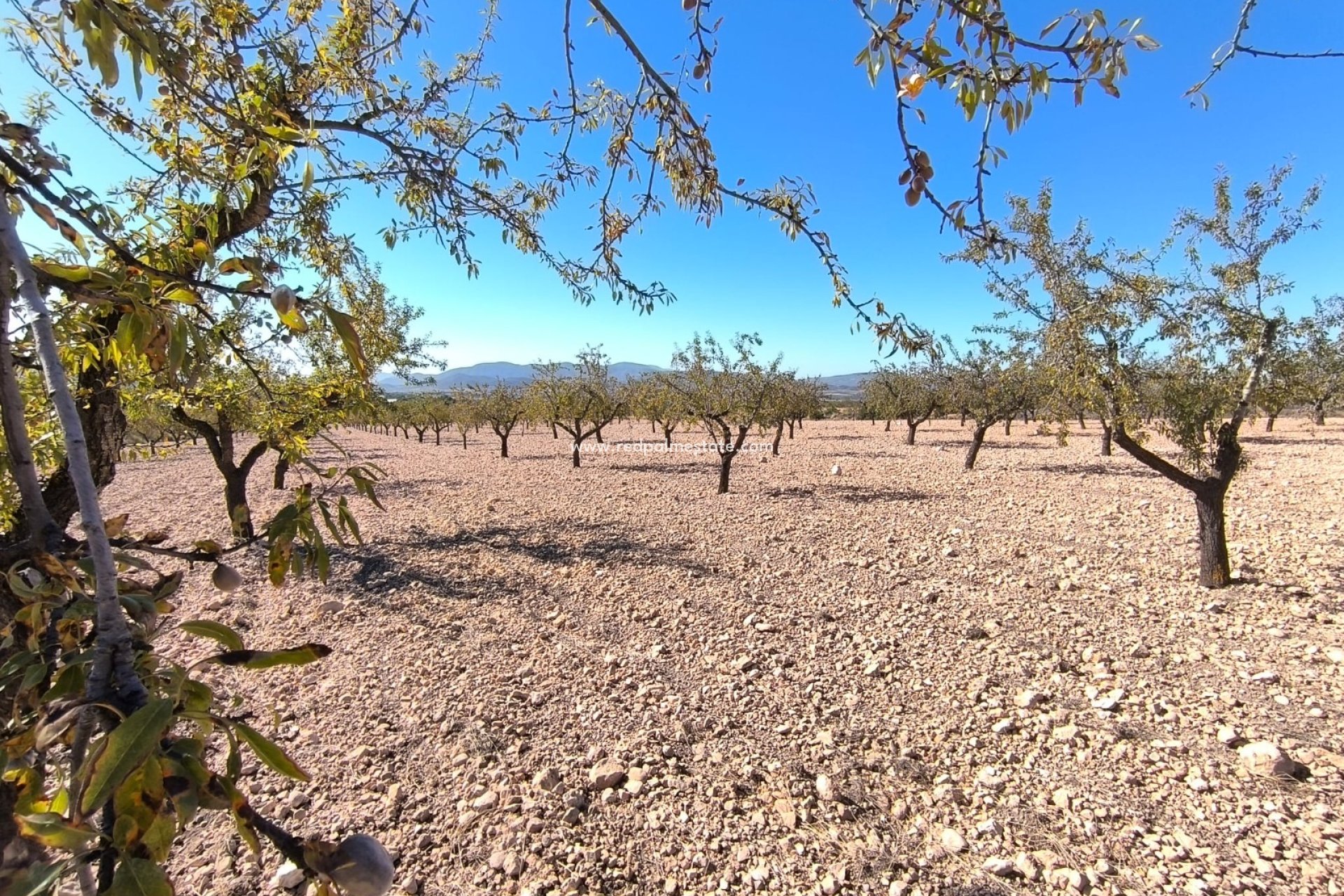 Revente - Parcelle -
Monóvar/Monóver - Inland