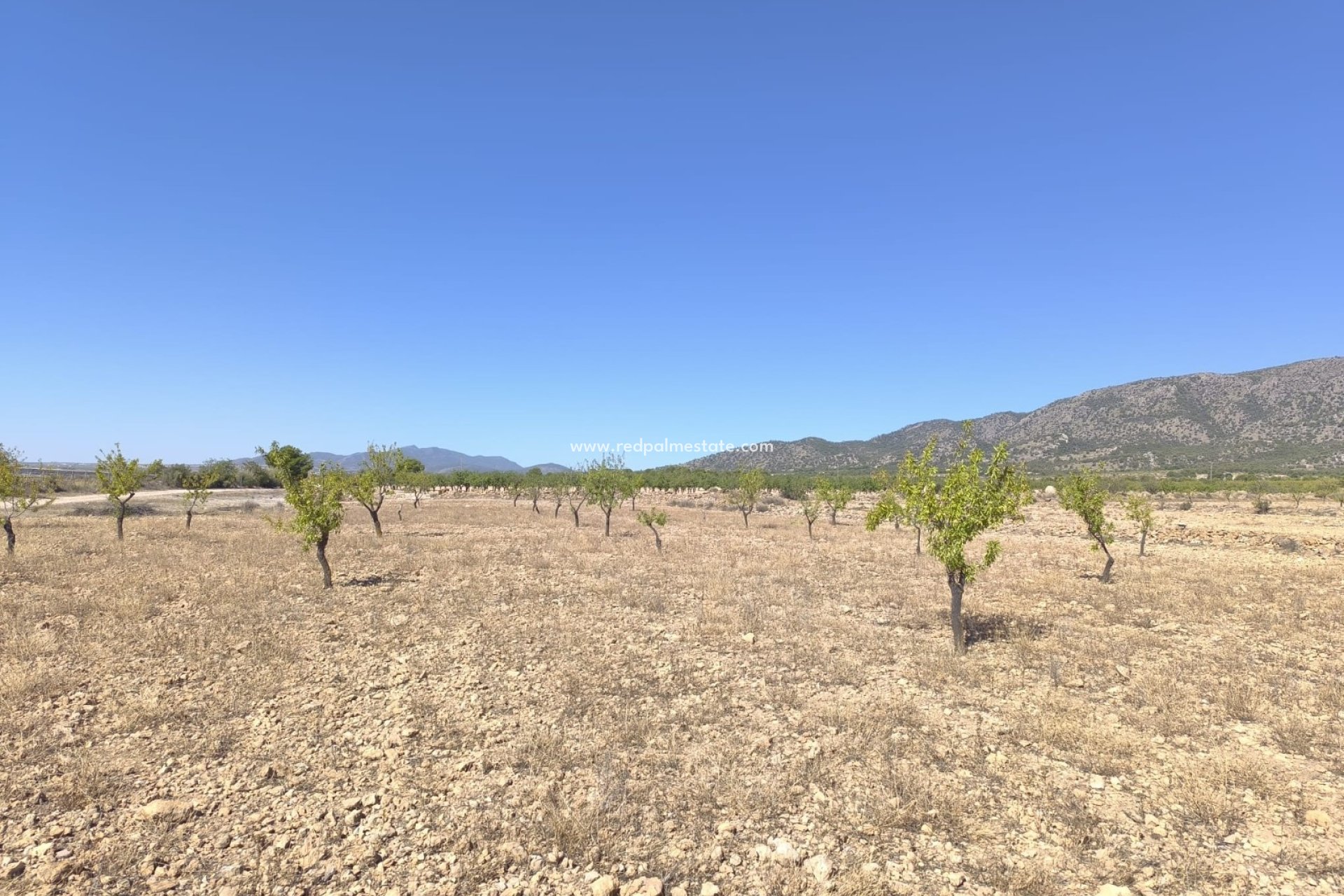 Revente - Parcelle -
Monóvar/Monóver - Inland