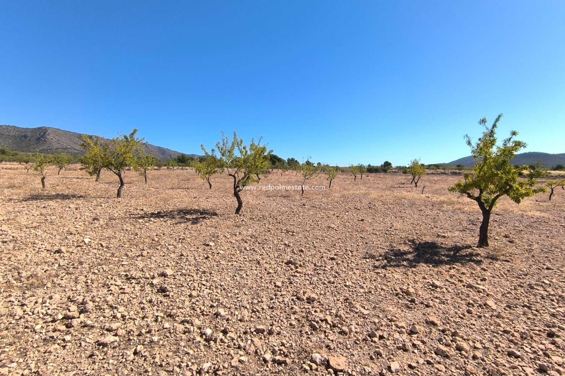 Revente - Parcelle -
Monóvar/Monóver - Inland