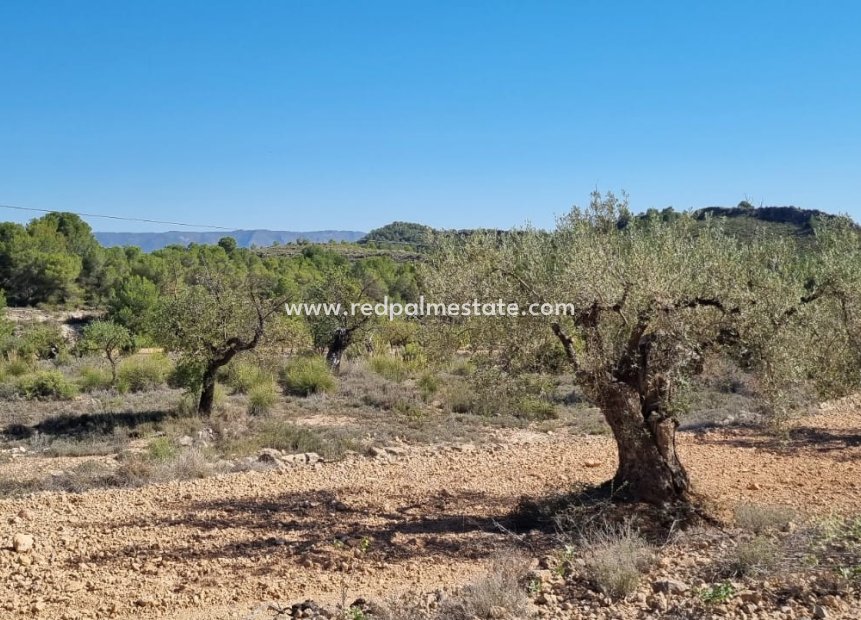 Revente - Parcelle -
Monóvar/Monóver - Inland