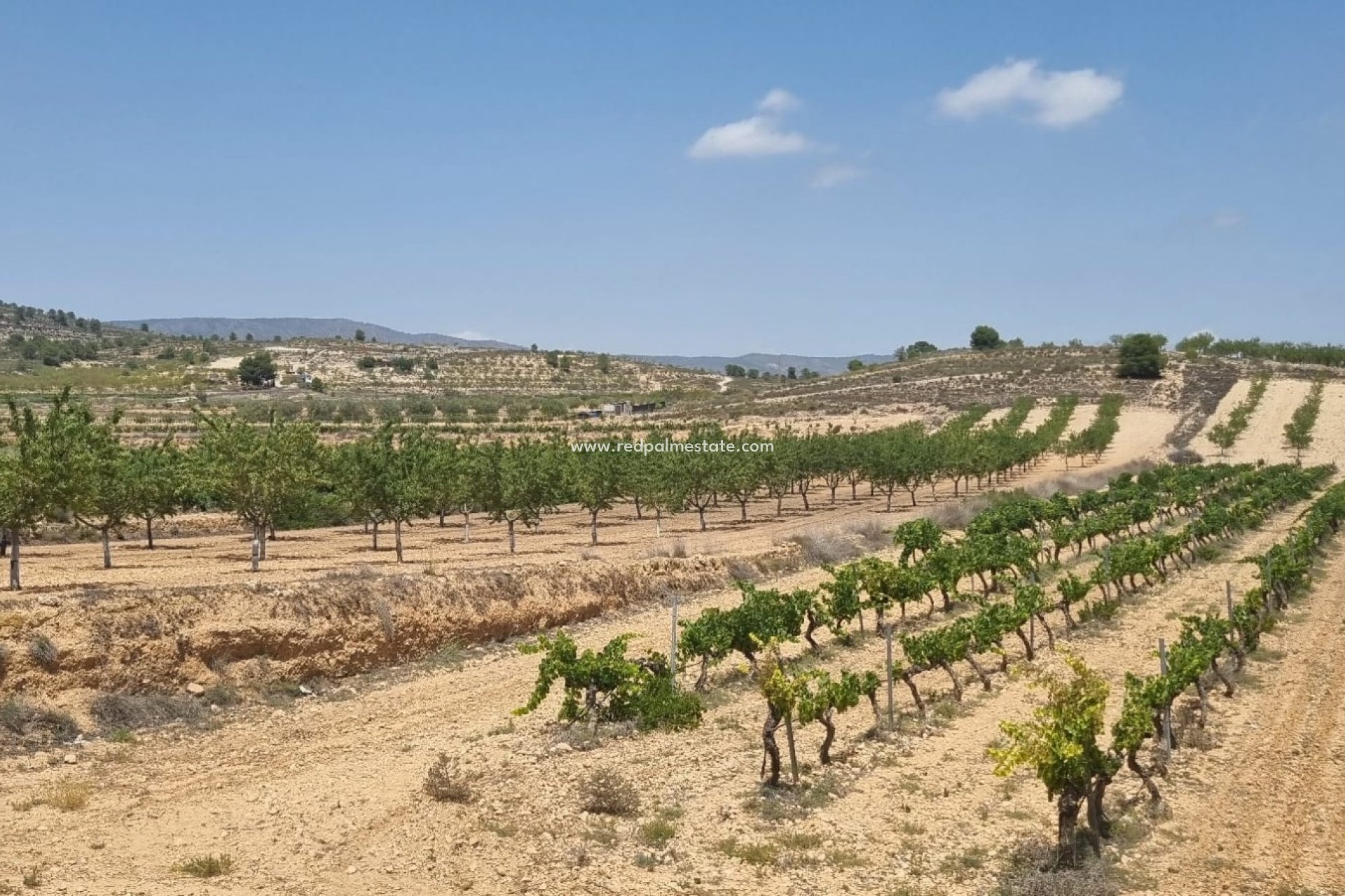 Revente - Parcelle -
Pinoso - Inland