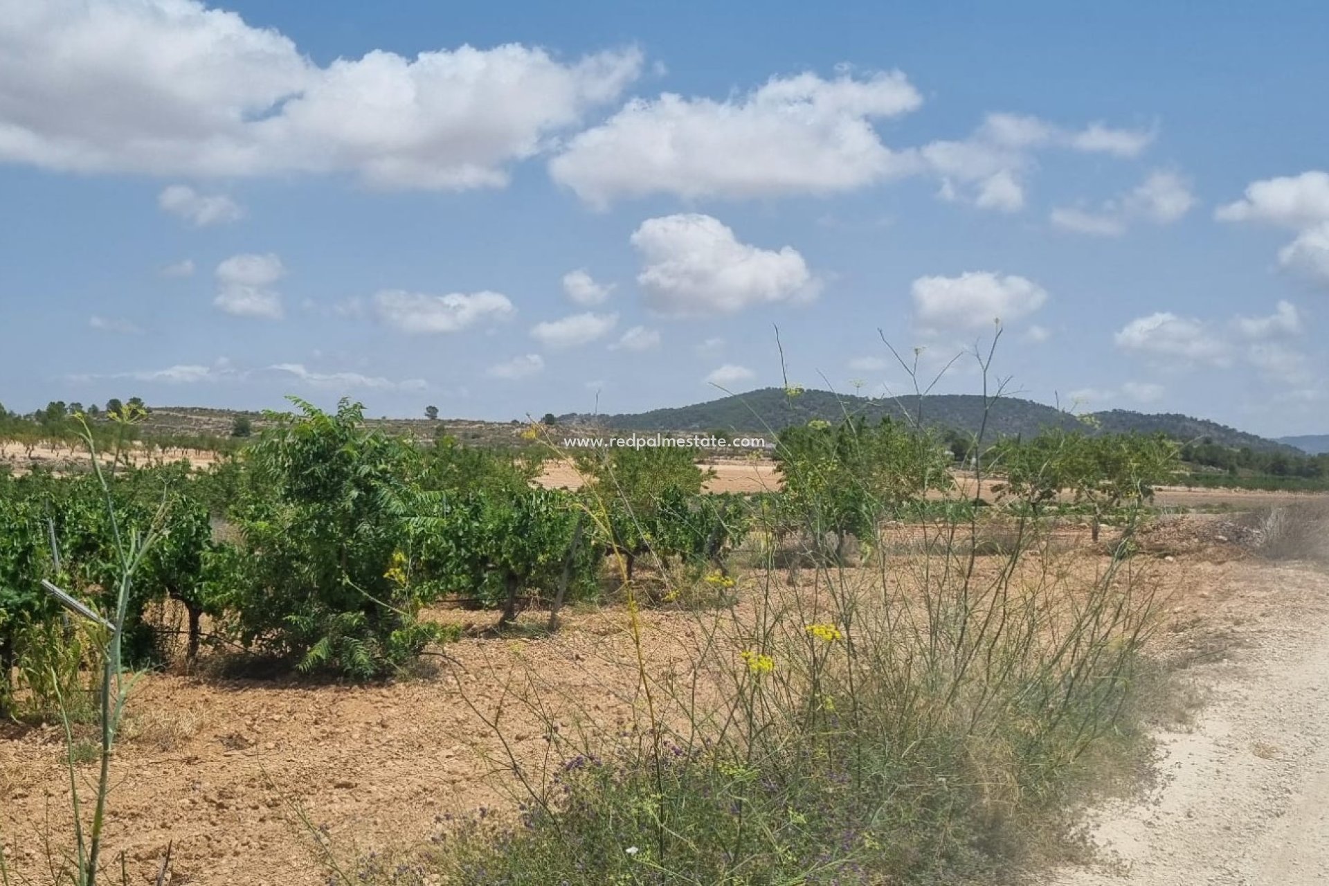 Revente - Parcelle -
Pinoso - Inland