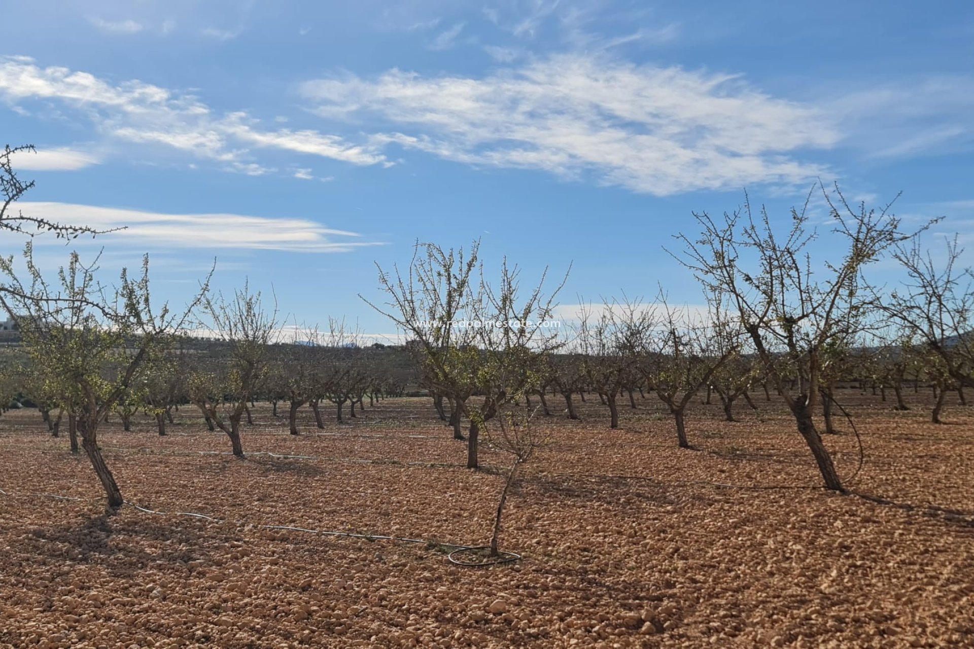 Revente - Parcelle -
Pinoso - Inland